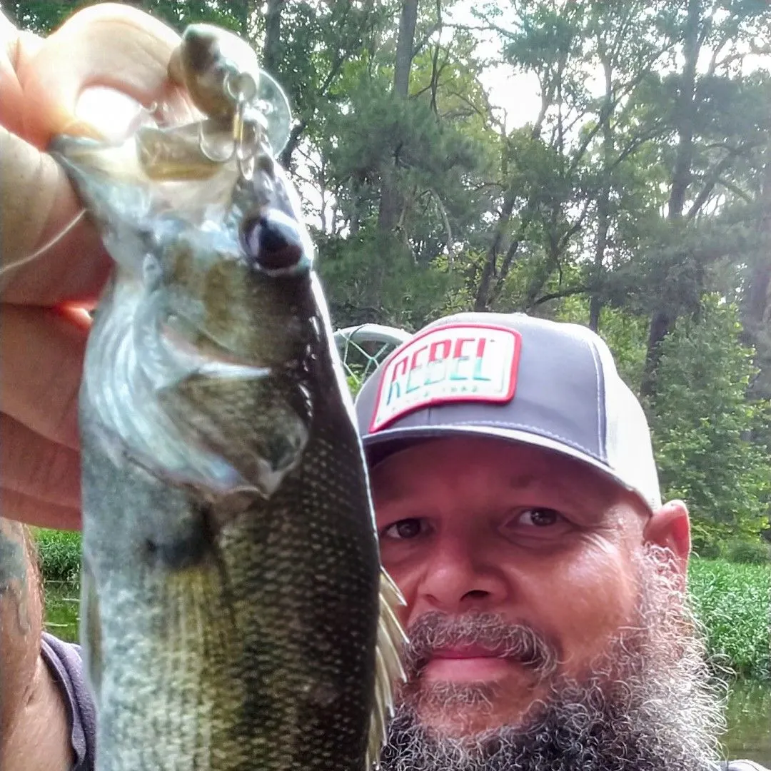 The most recent Redeye bass catches on Fishbrain