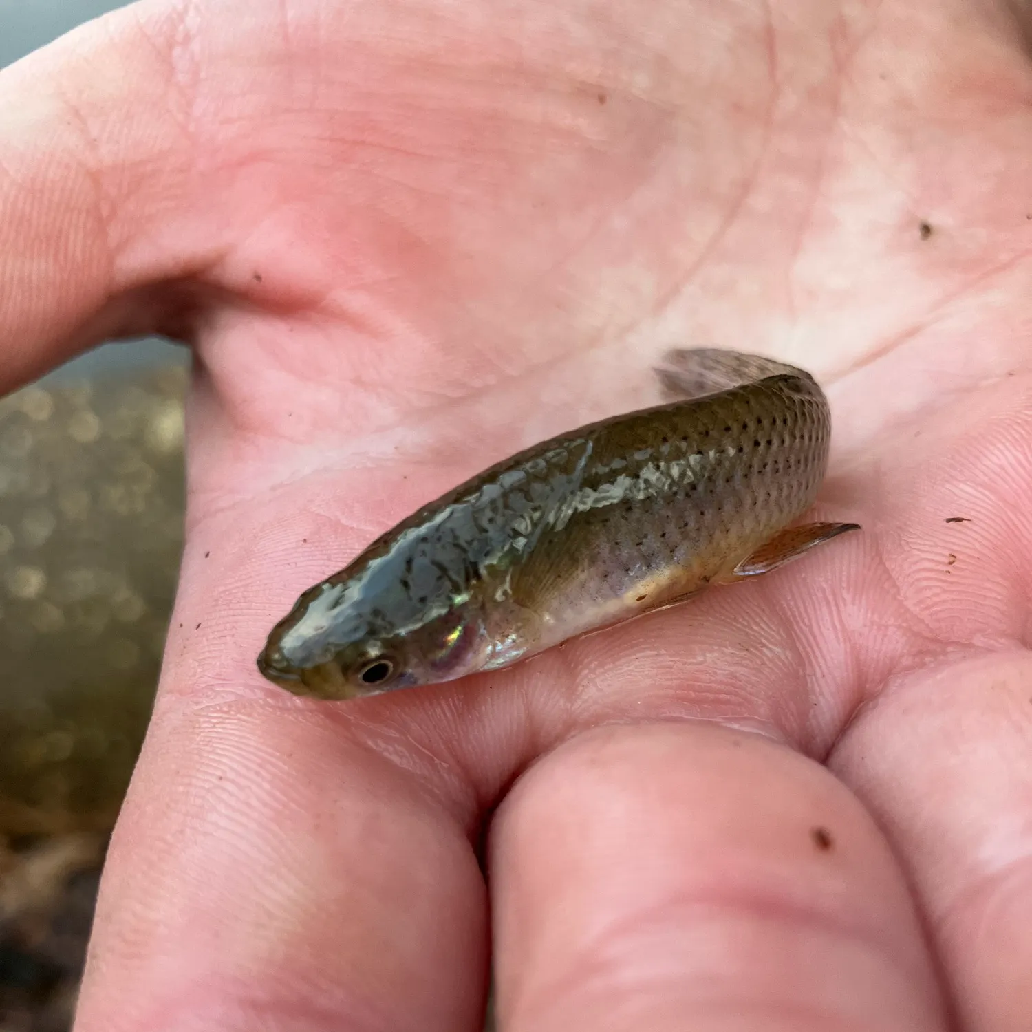 The most recent Western mosquitofish catches on Fishbrain