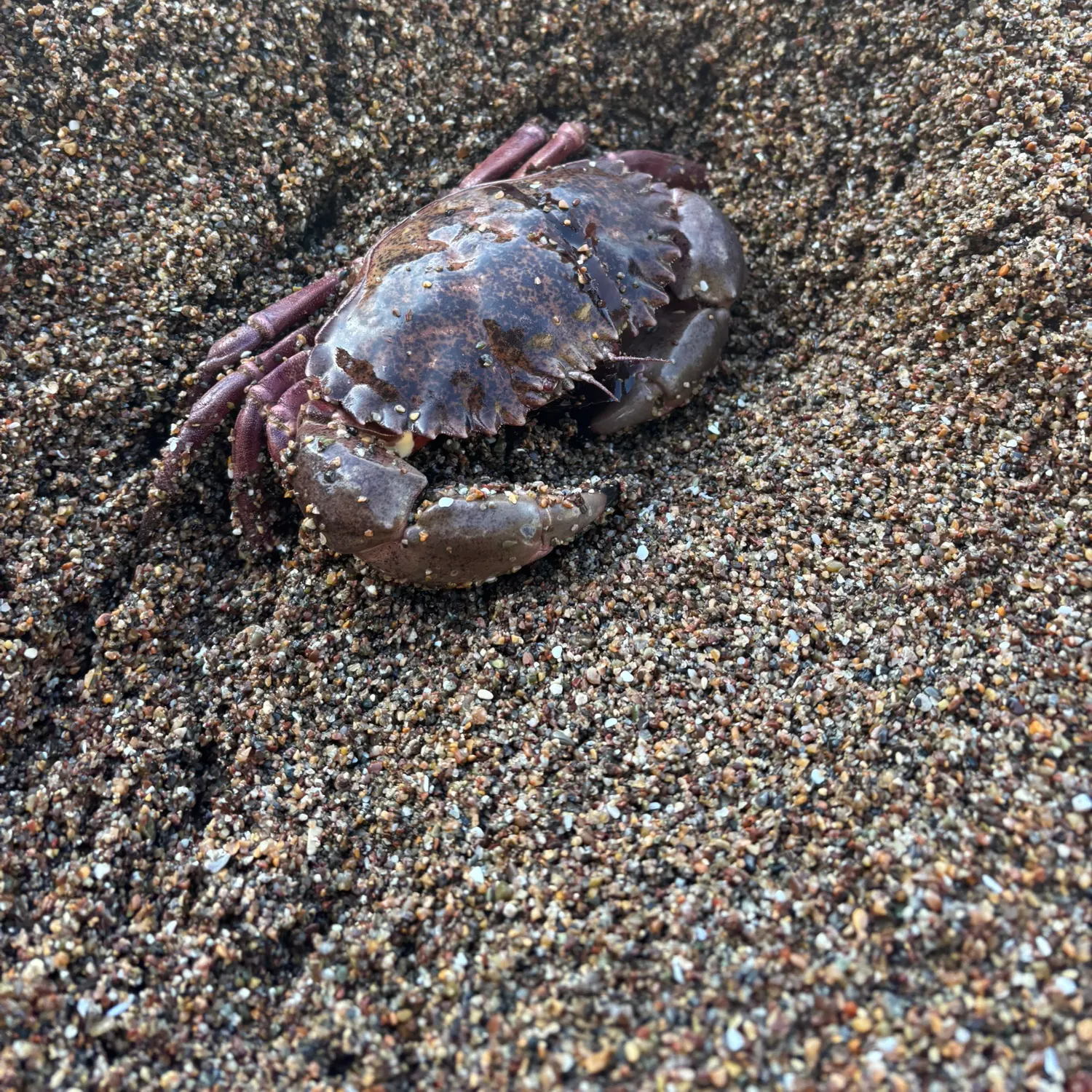 The most recent Northern kelp crab catches on Fishbrain