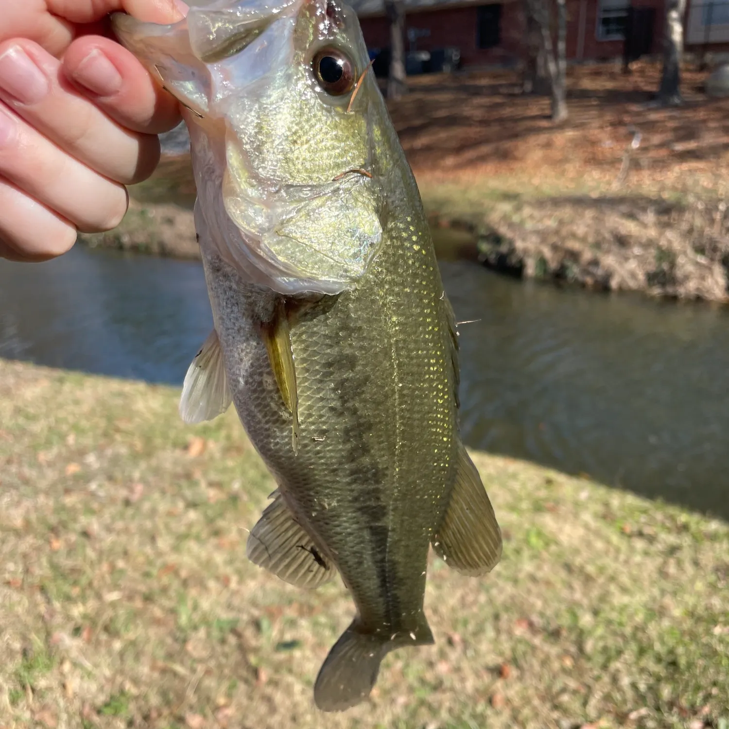 The most recent Largemouth bass catches on Fishbrain