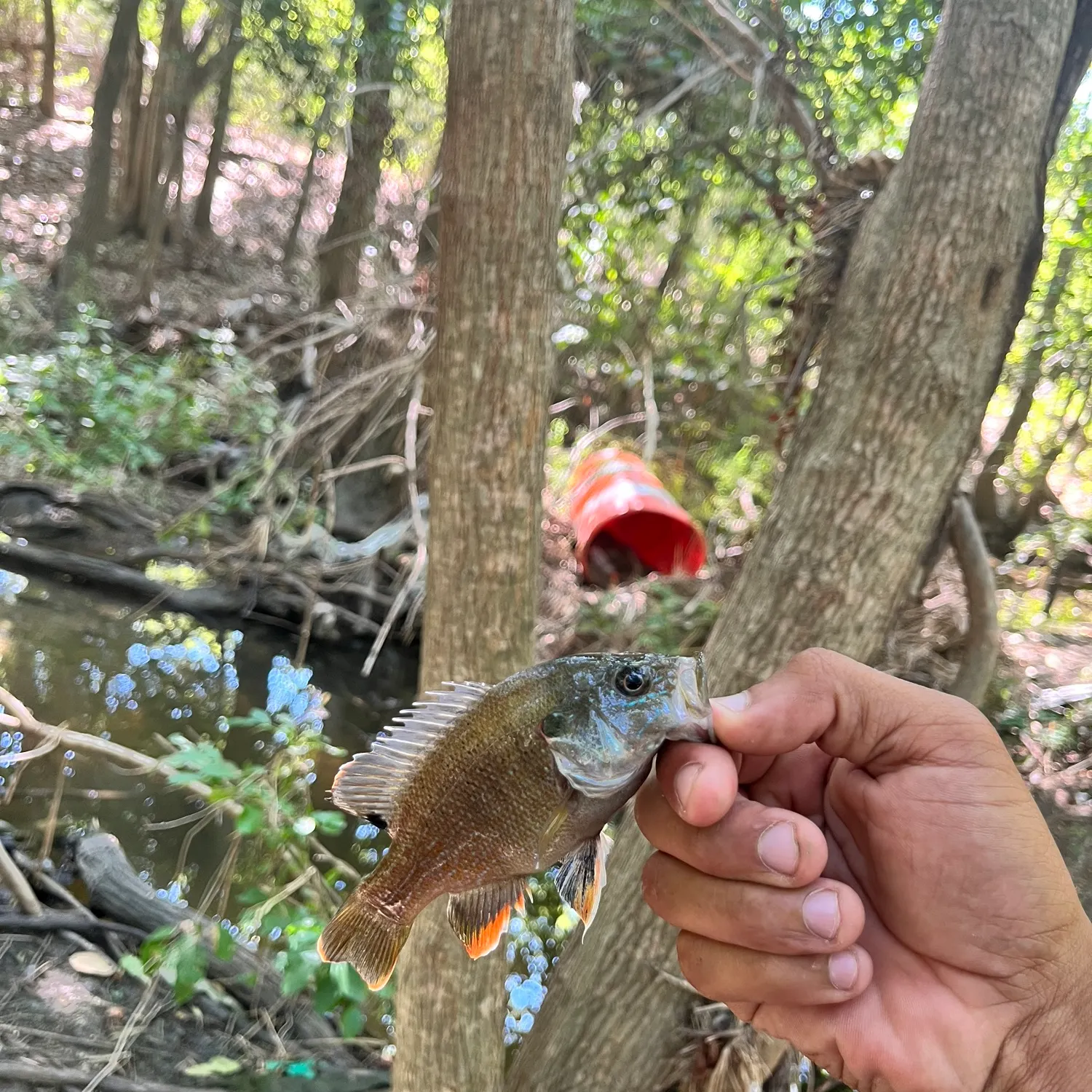 Green sunfish caught on Fishbrain