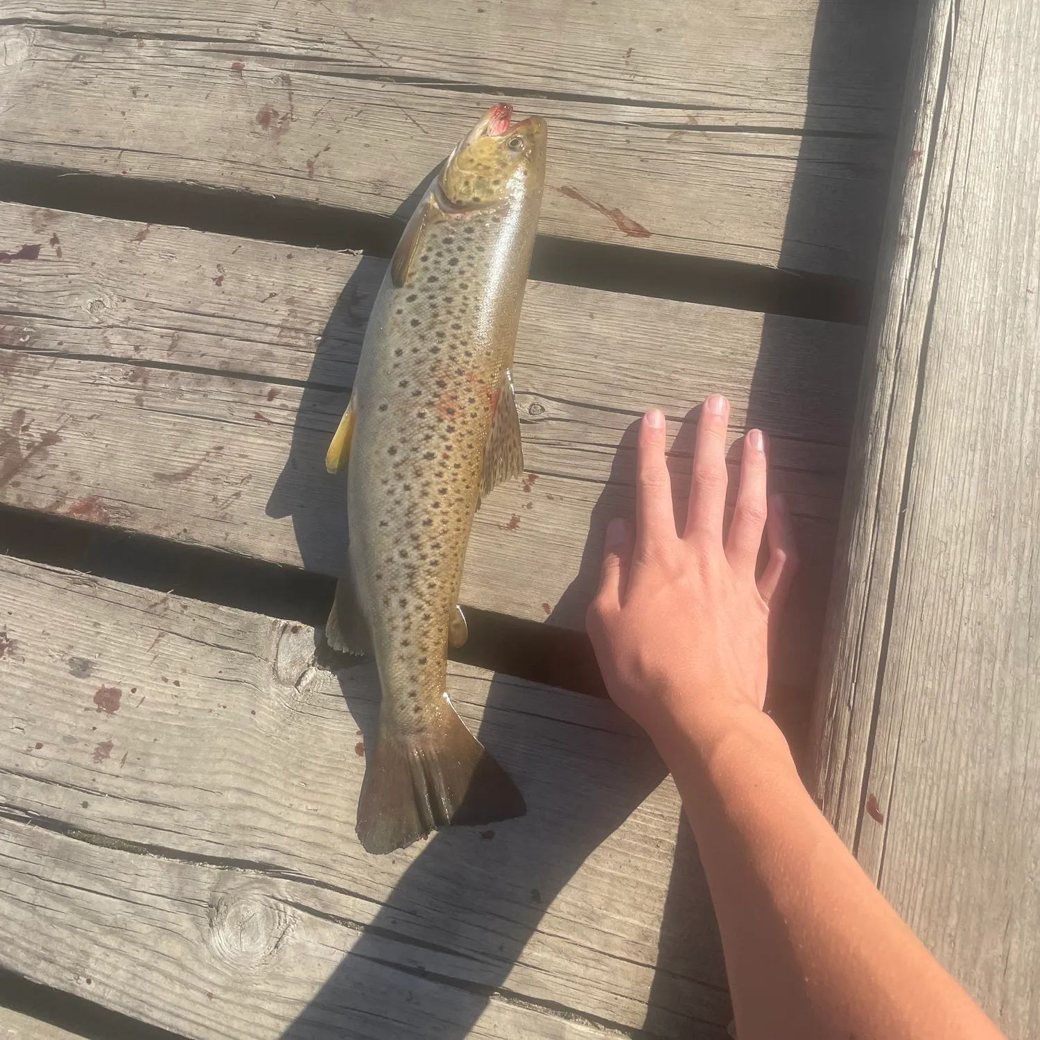 recently logged catches