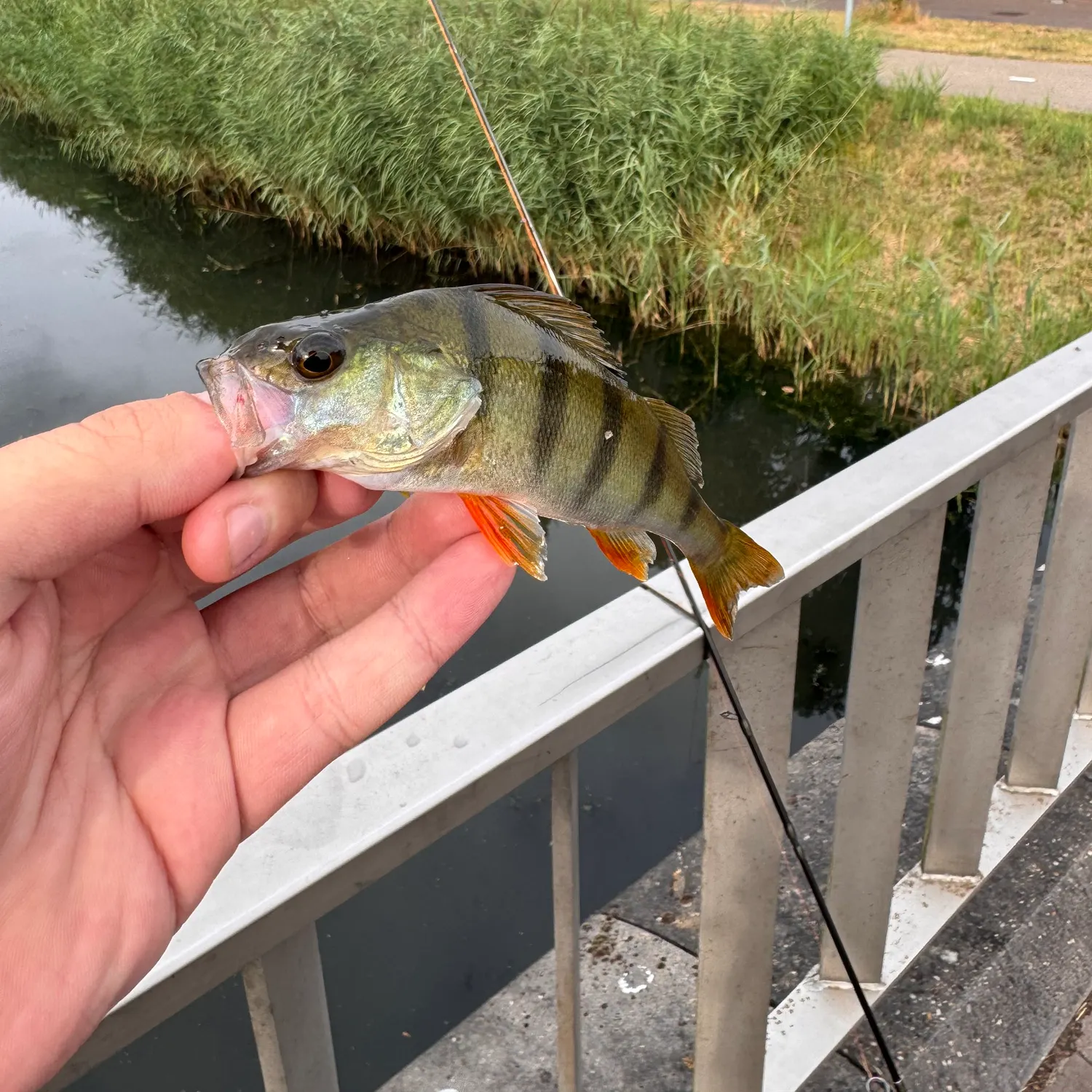 European perch caught on Fishbrain