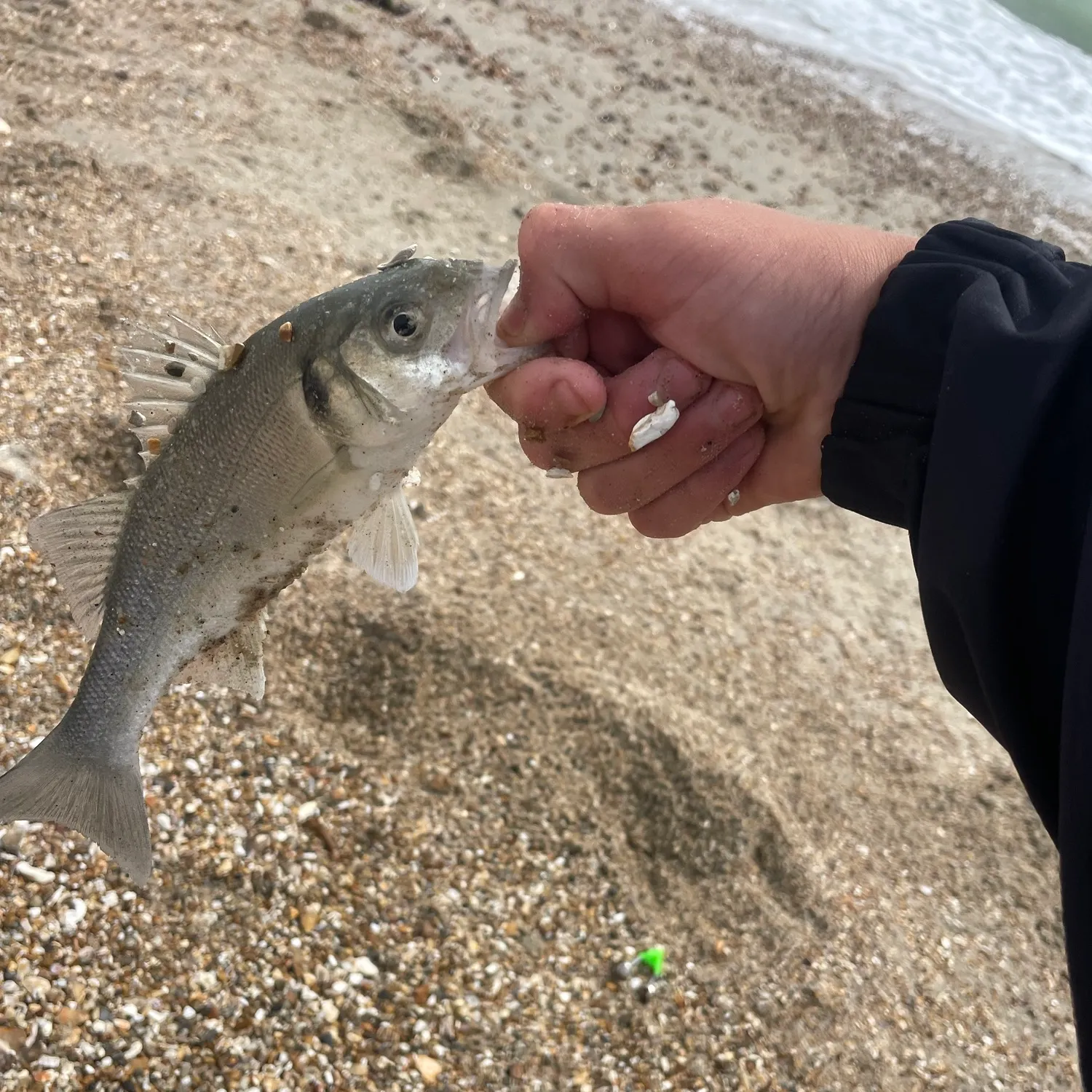 European seabass caught on Fishbrain