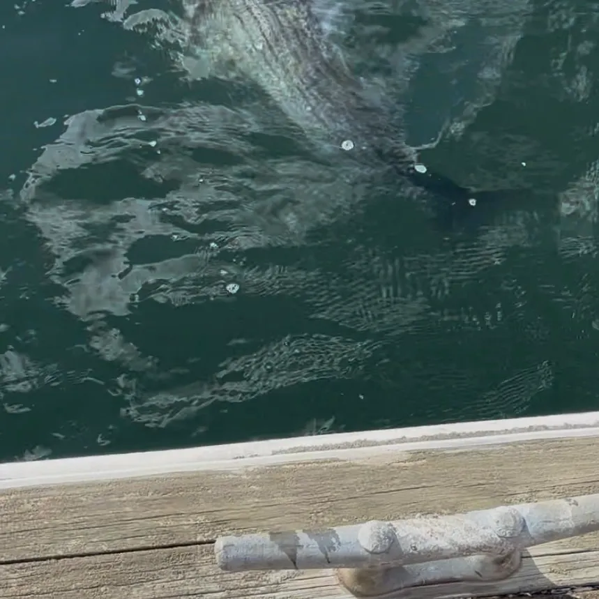 Striped bass caught on Fishbrain