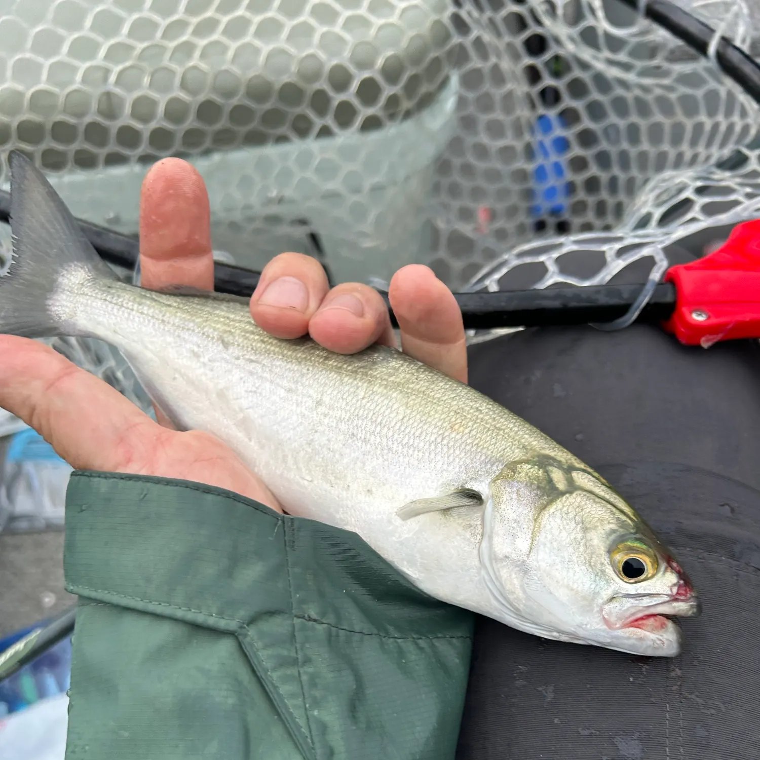 Bluefish caught on Fishbrain