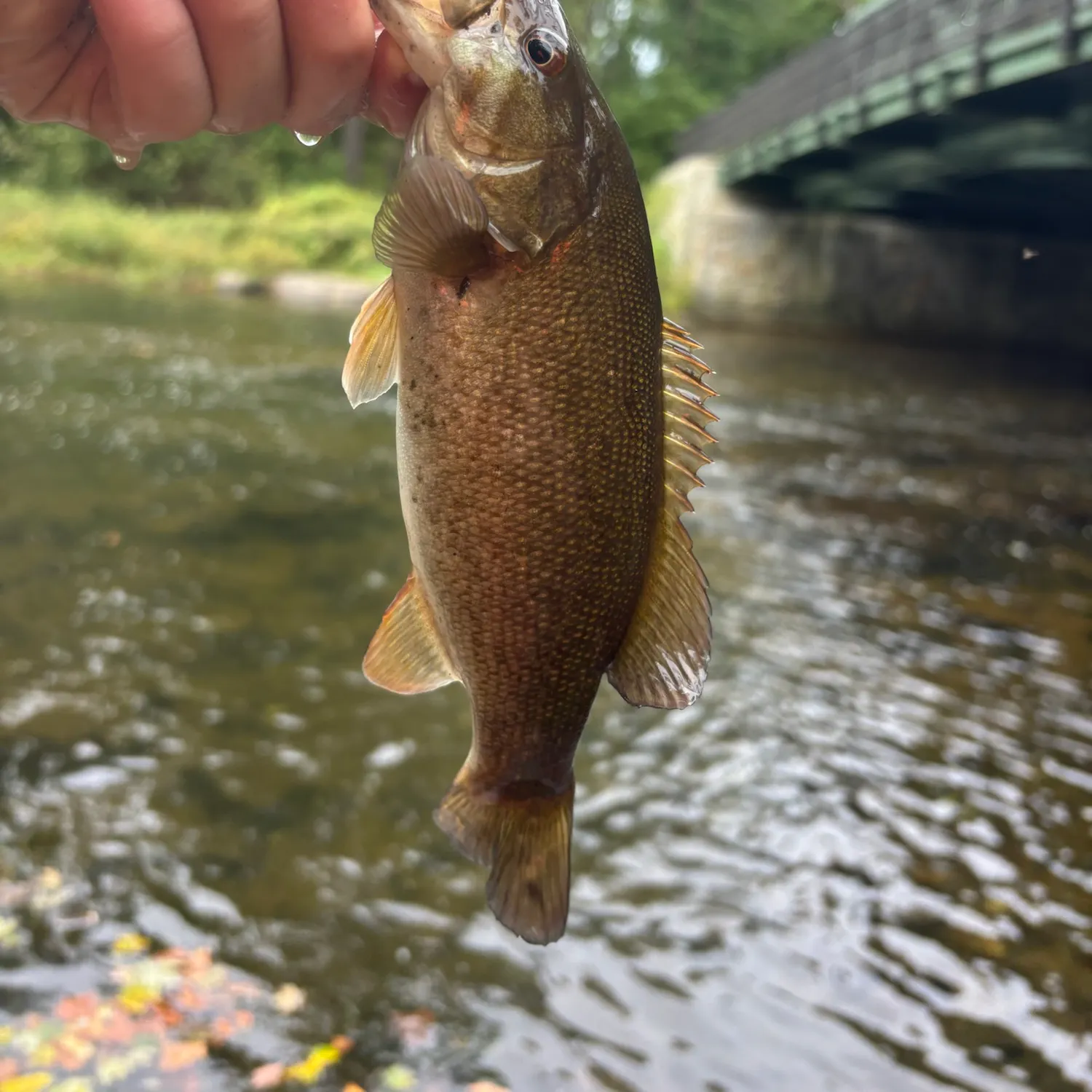 Smallmouth bass caught on Fishbrain