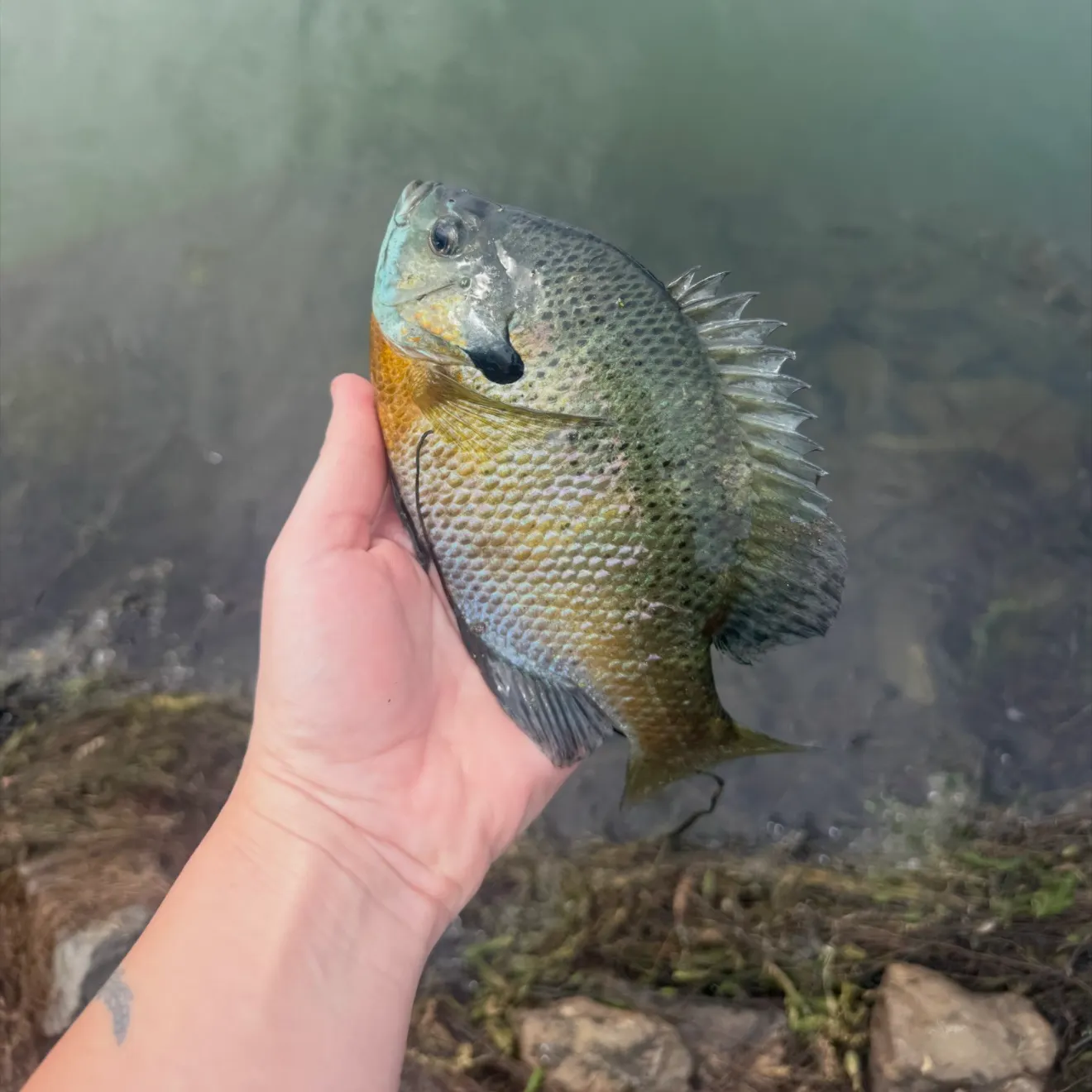 Bluegill caught on Fishbrain
