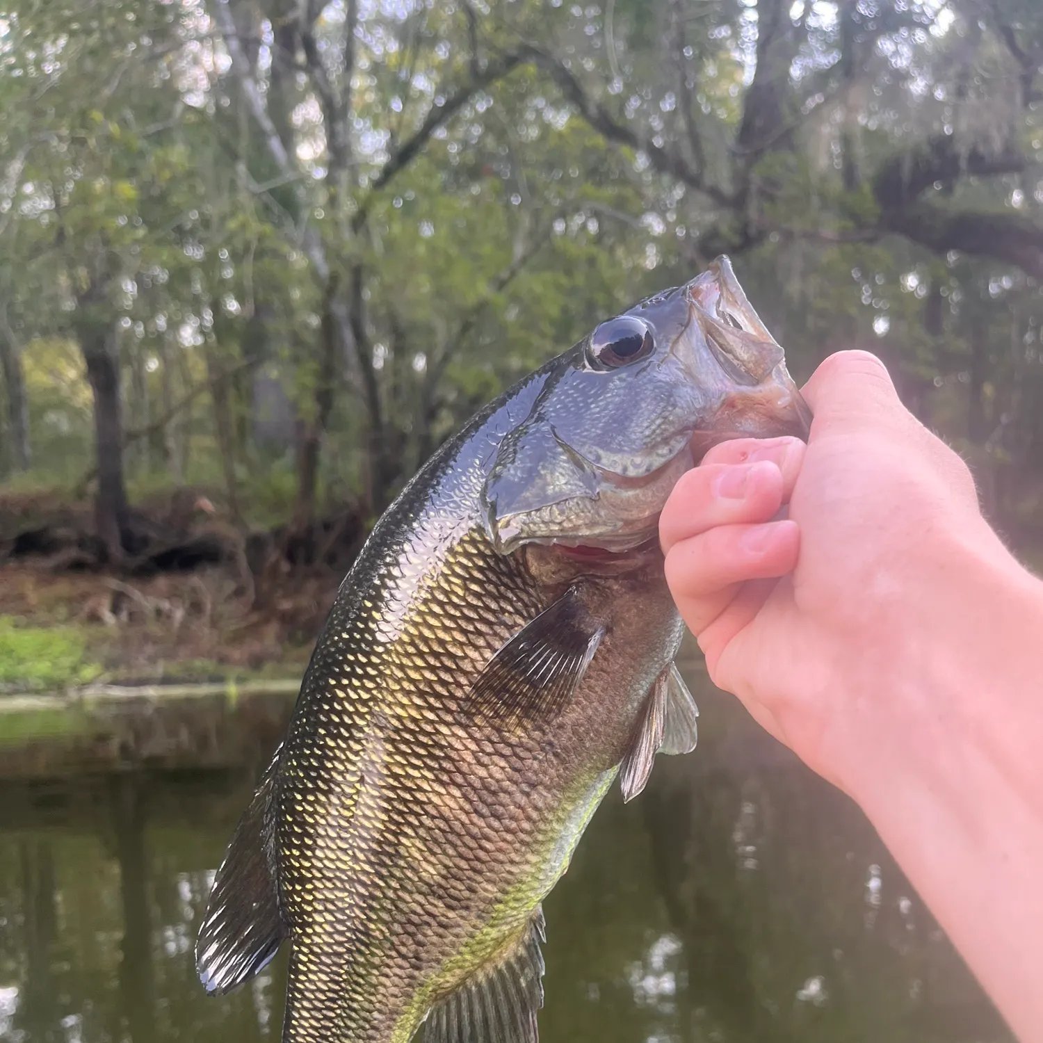 The most recent Suwannee bass catches on Fishbrain