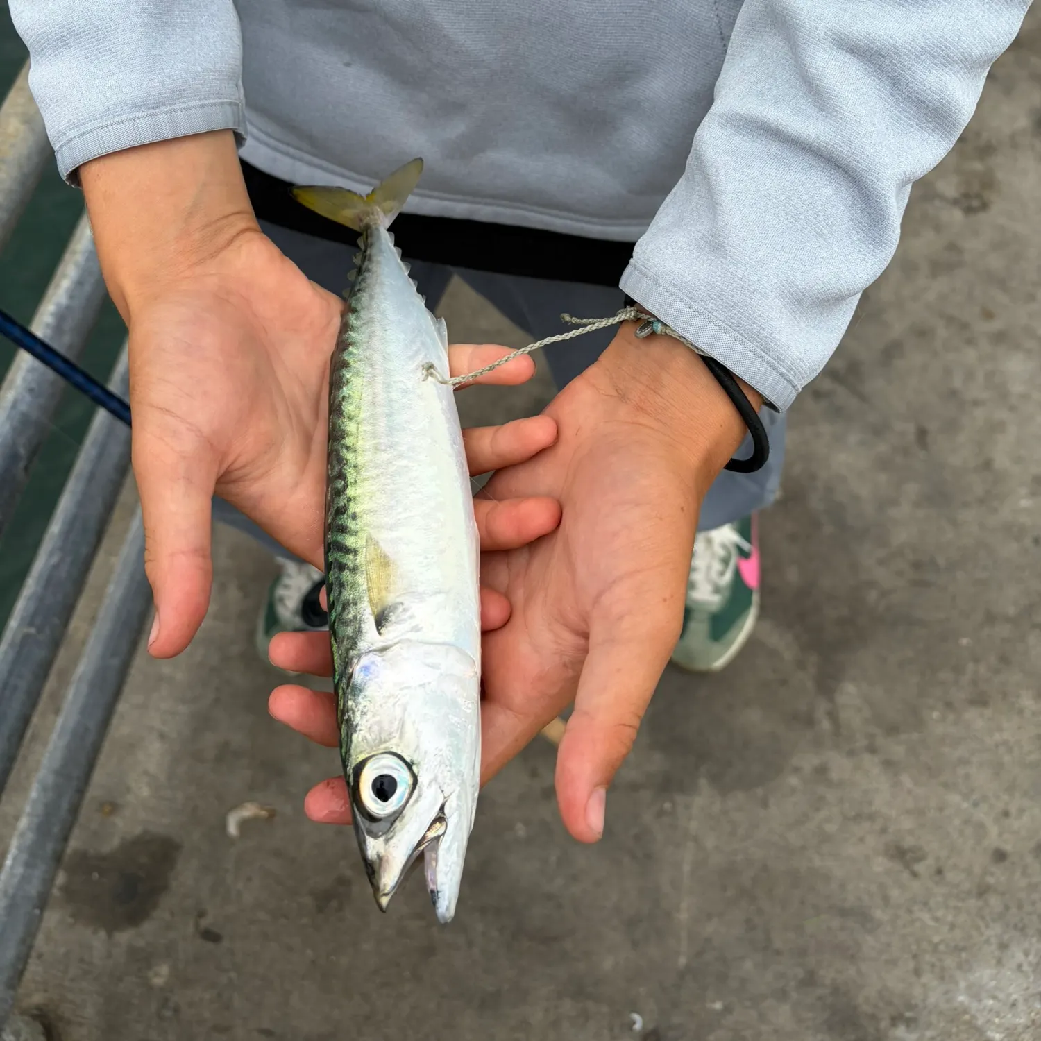 Pacific chub mackerel caught on Fishbrain