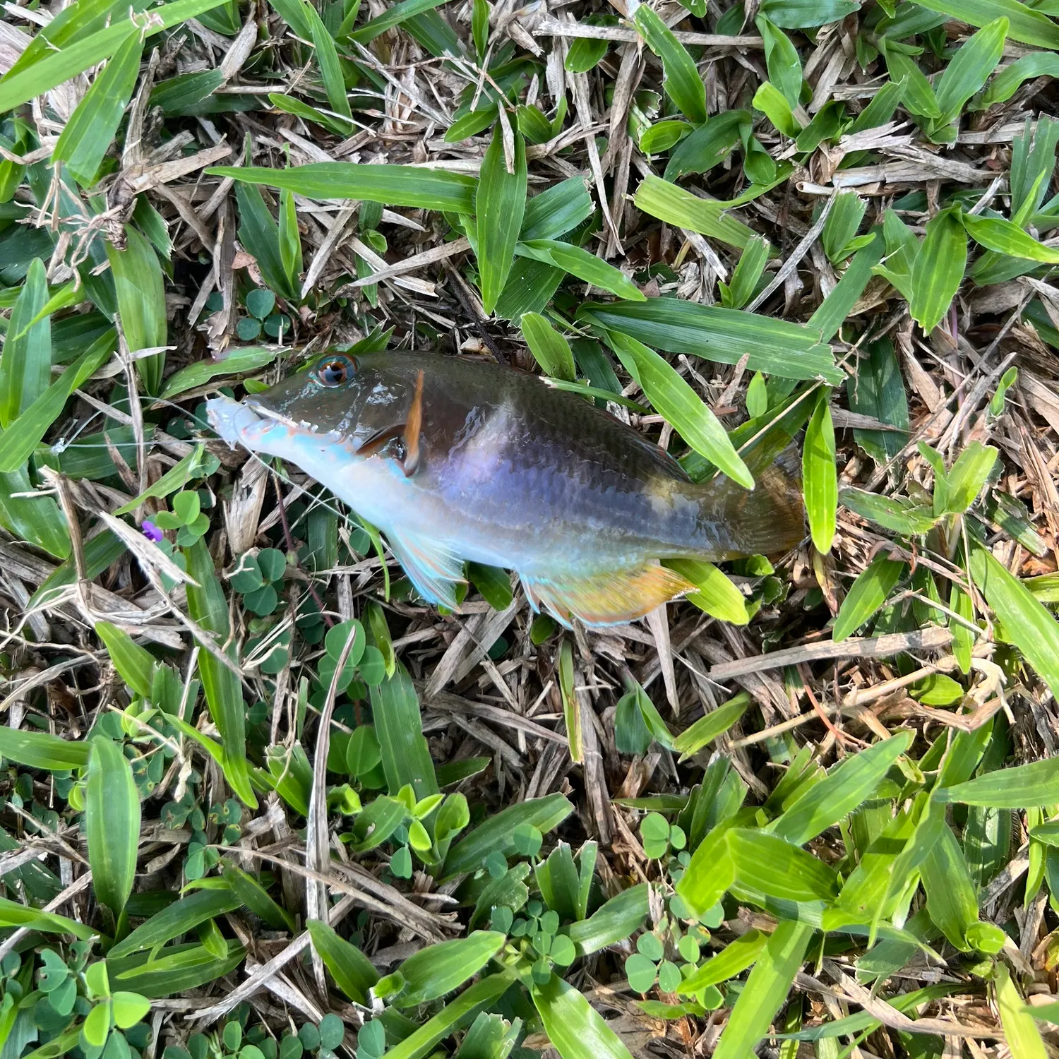 The most recent Orange-dotted tuskfish catches on Fishbrain