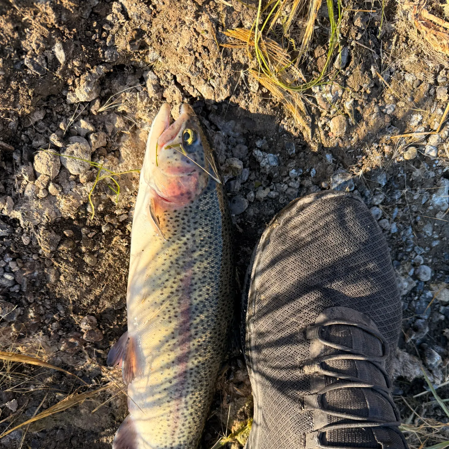 Rainbow trout caught on Fishbrain