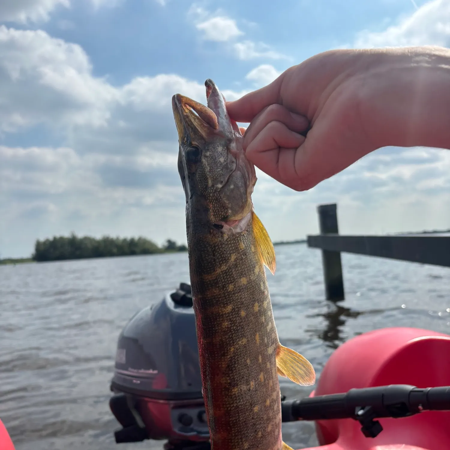 Northern pike caught on Fishbrain