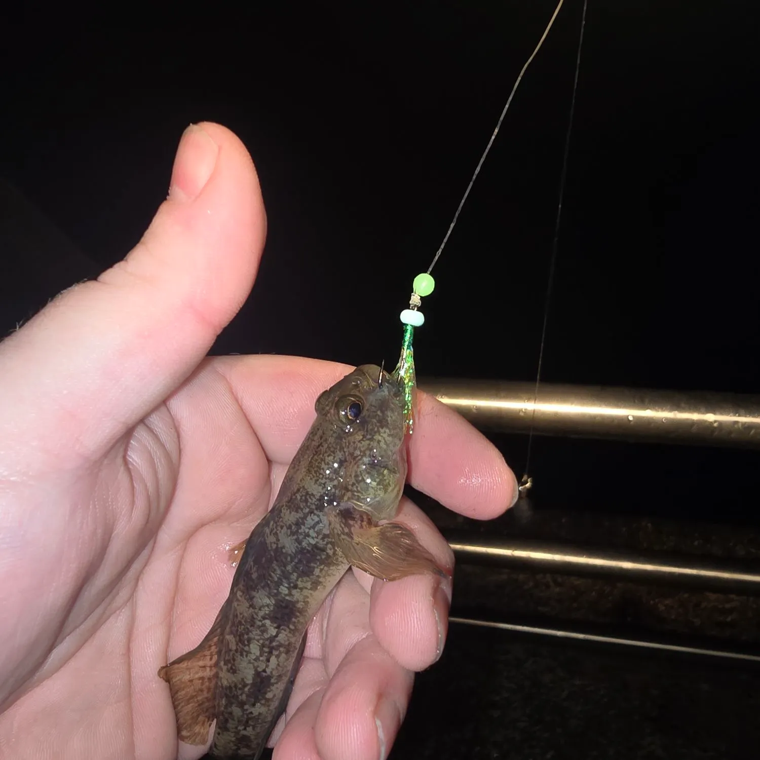 The most recent Black goby catches on Fishbrain