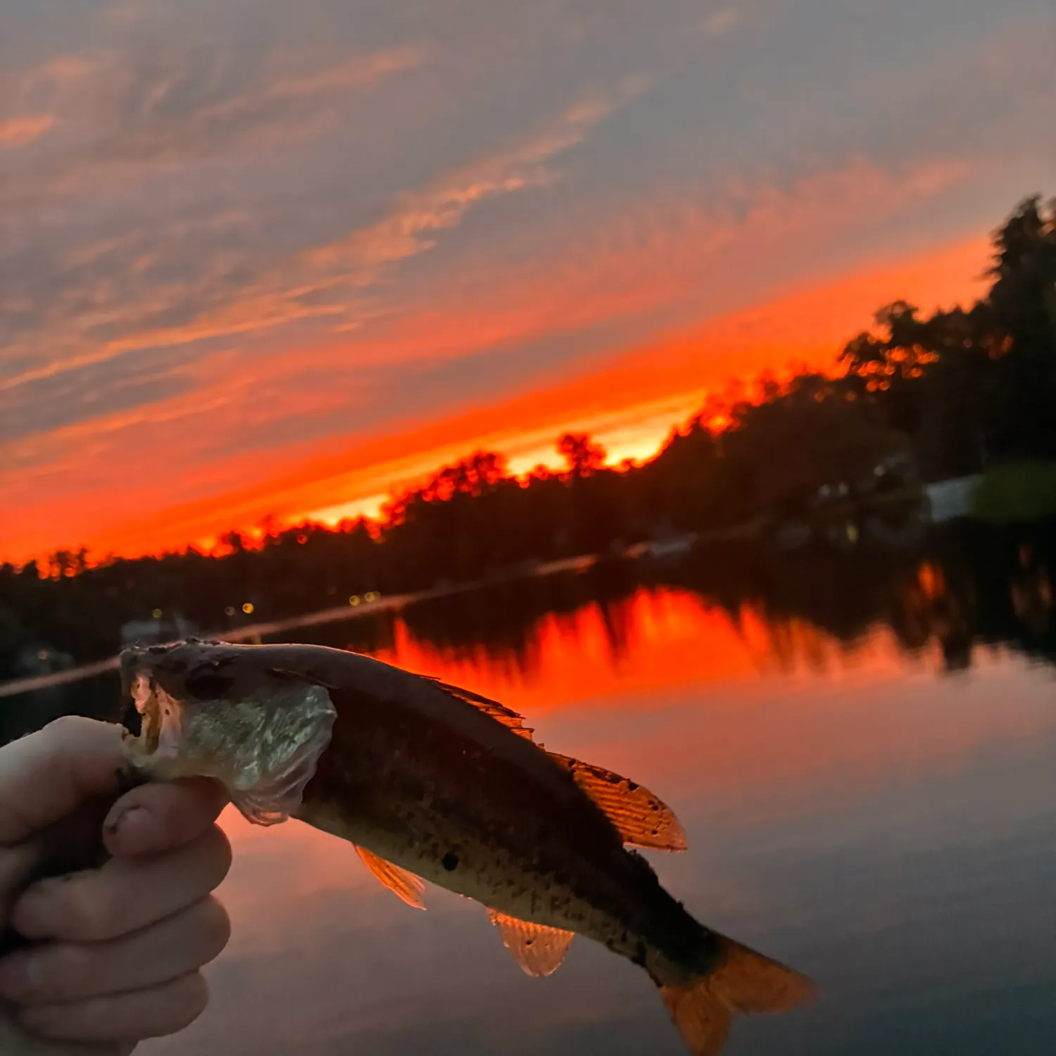 Largemouth bass caught on Fishbrain