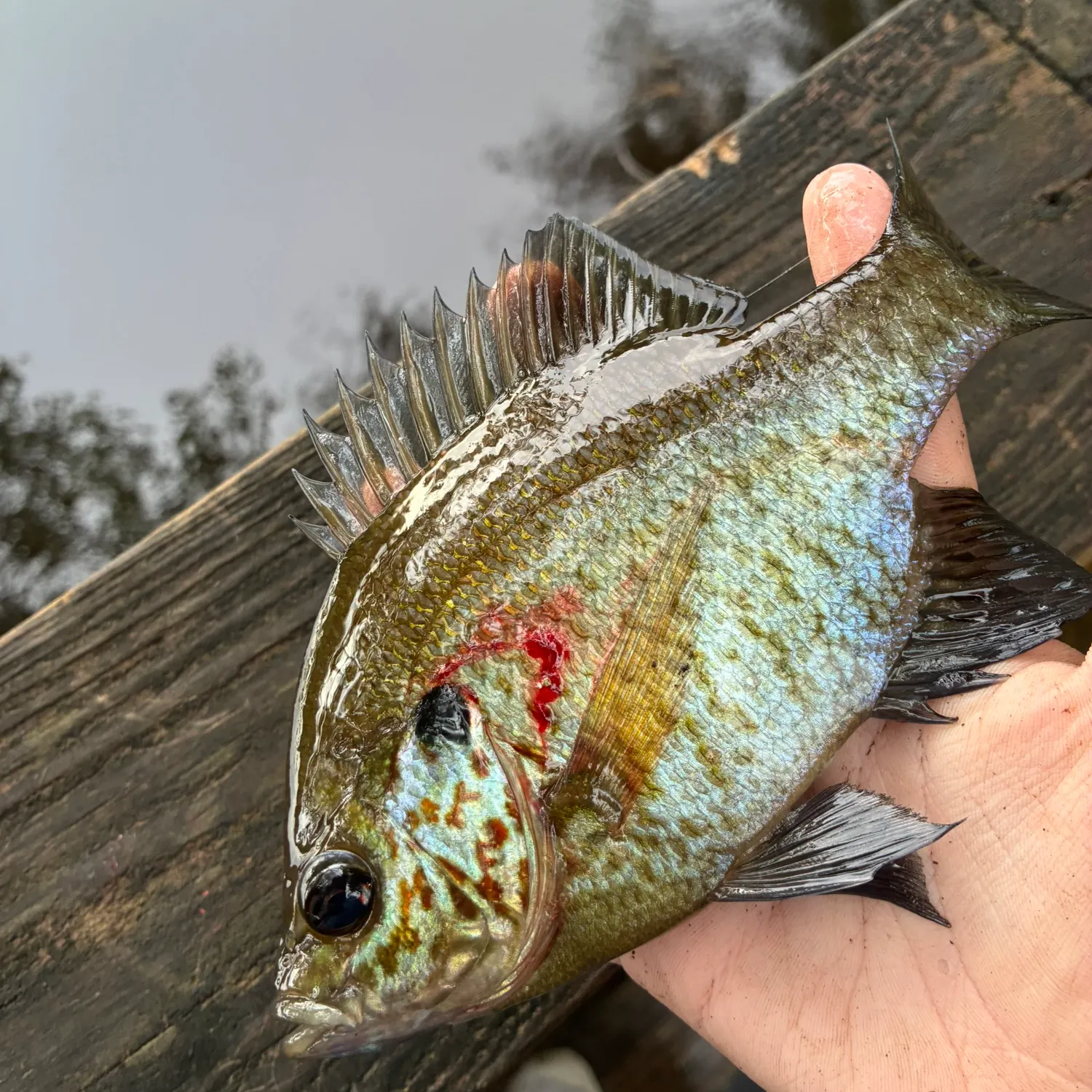 catch