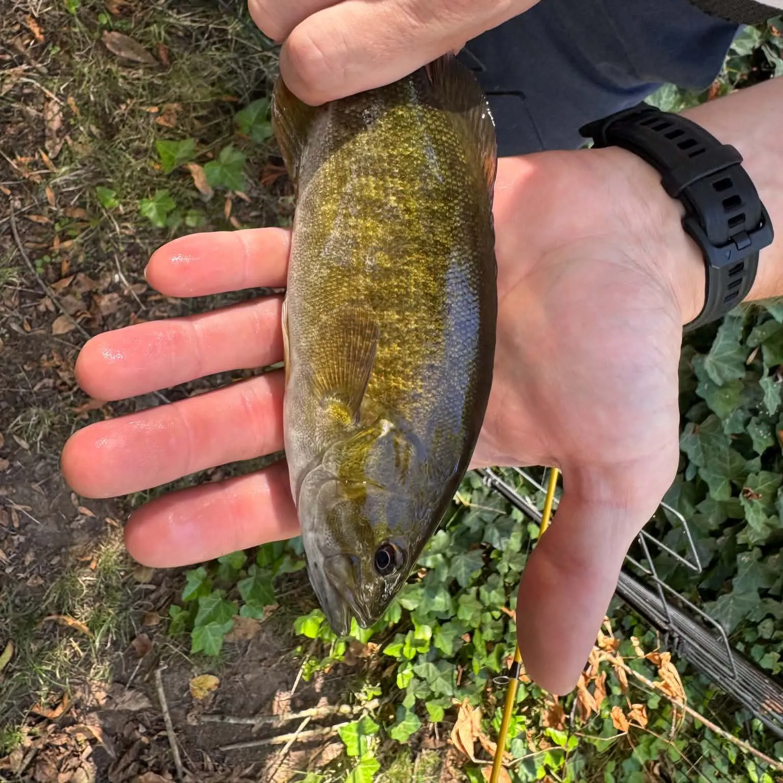Smallmouth bass caught on Fishbrain