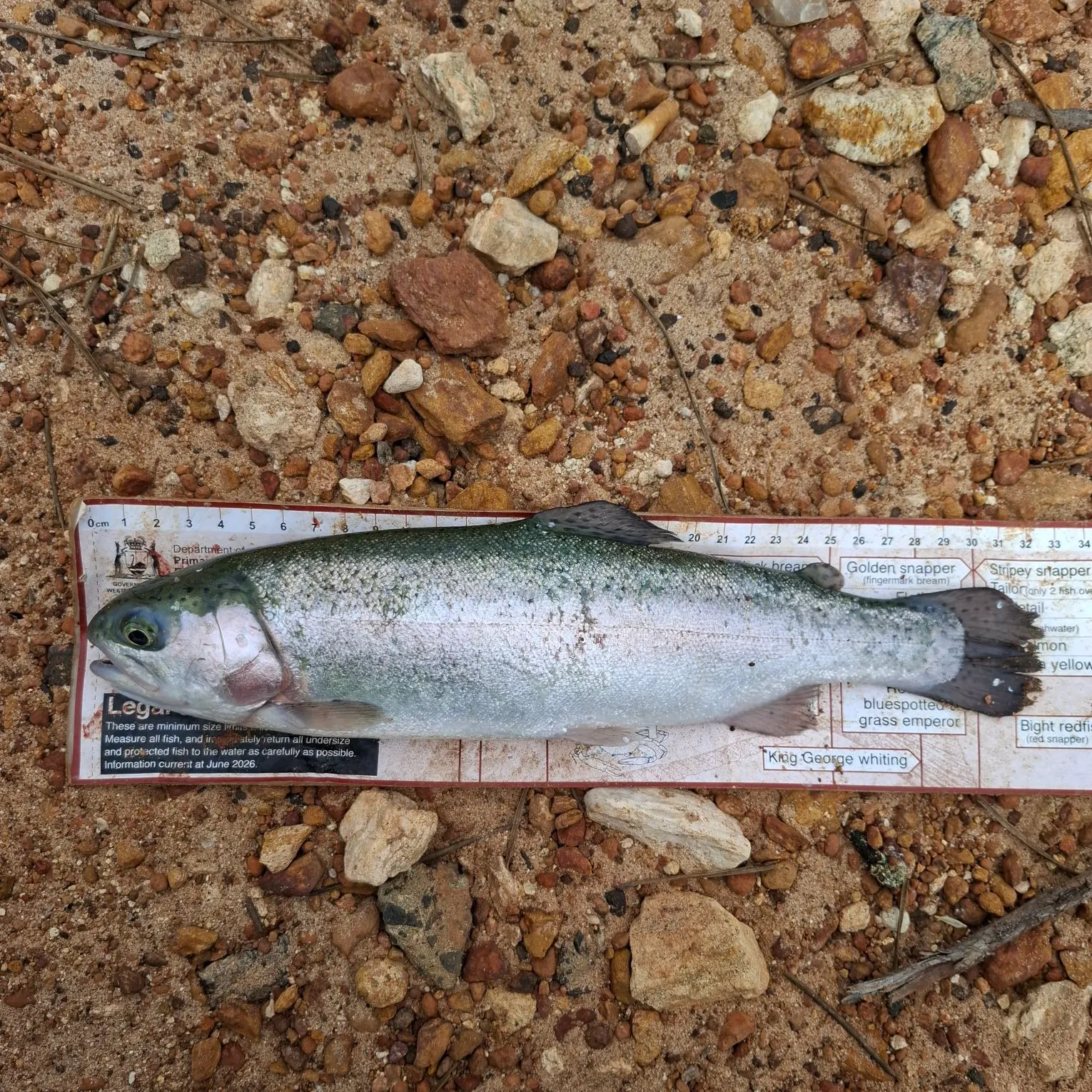 Rainbow trout caught on Fishbrain