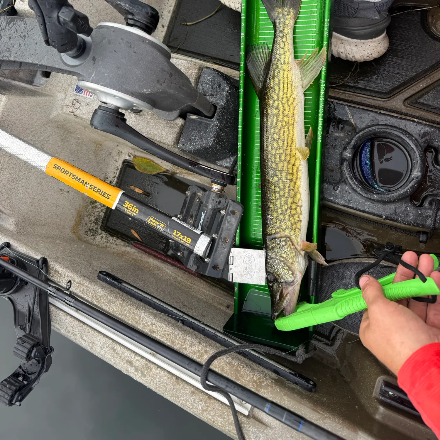 Chain pickerel caught on Fishbrain