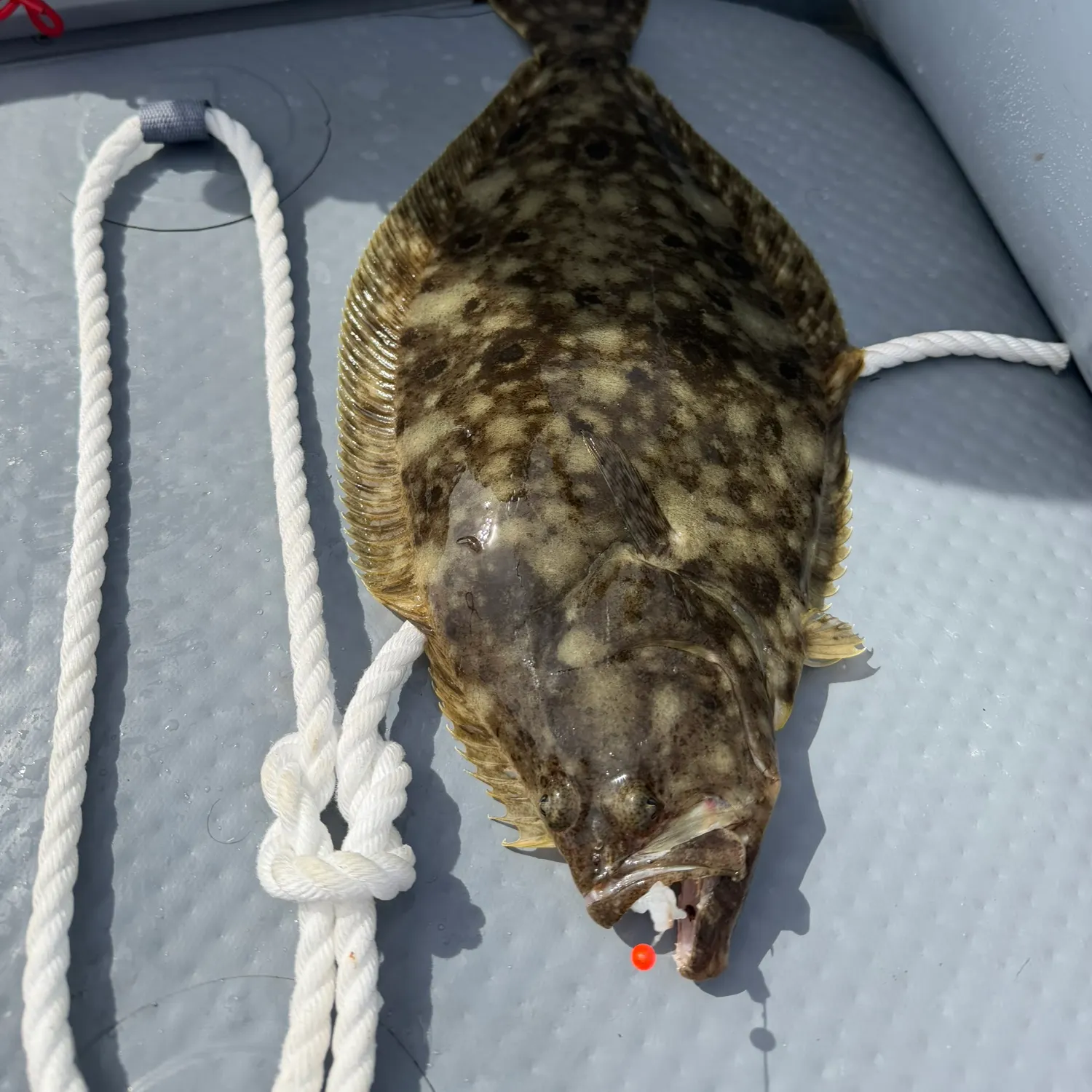 Summer flounder caught on Fishbrain