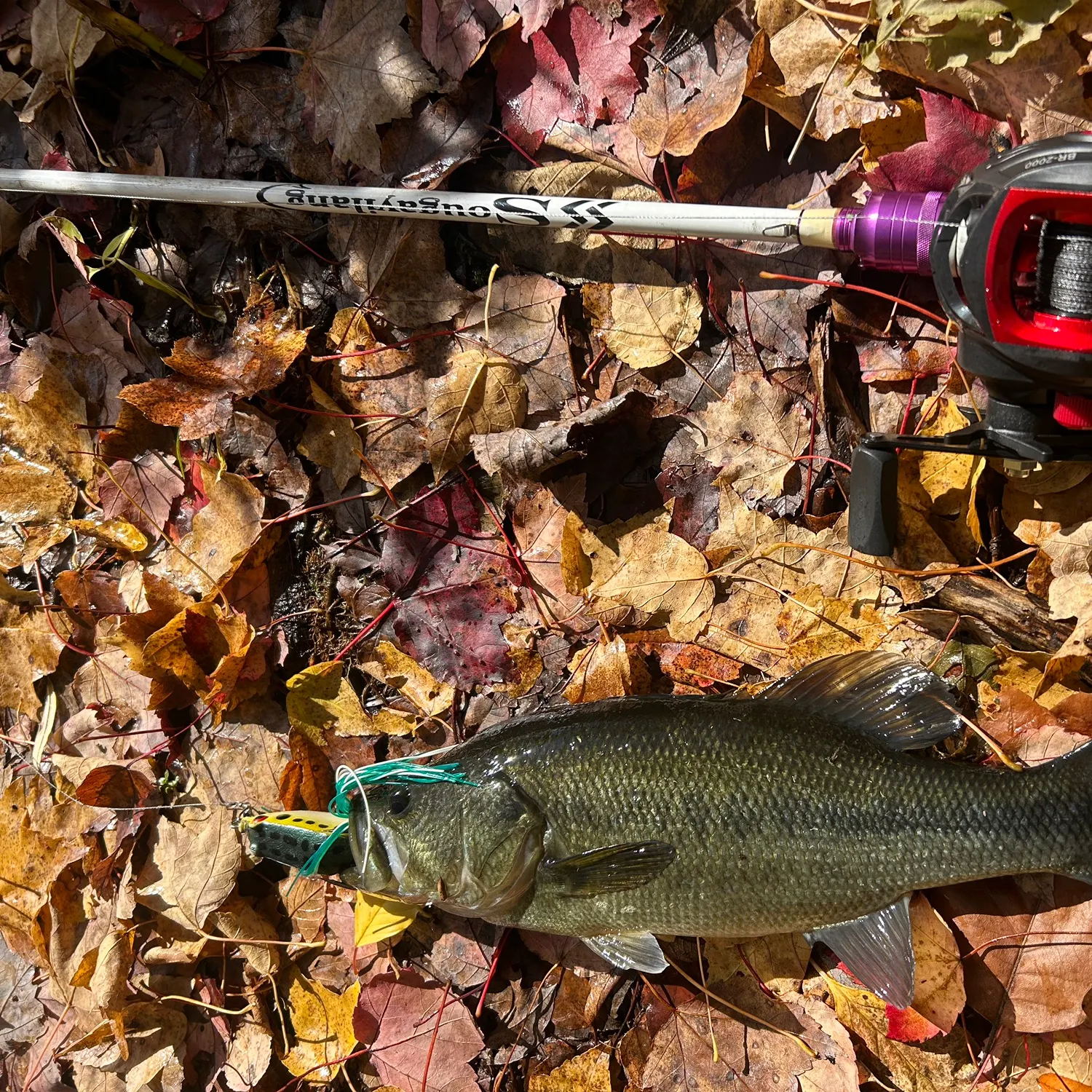 recently logged catches