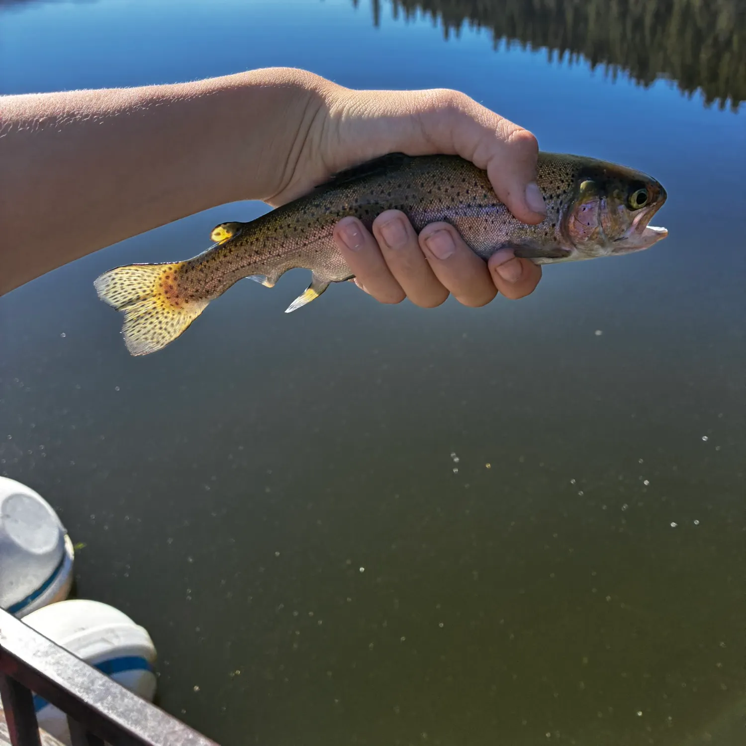 Rainbow trout caught on Fishbrain