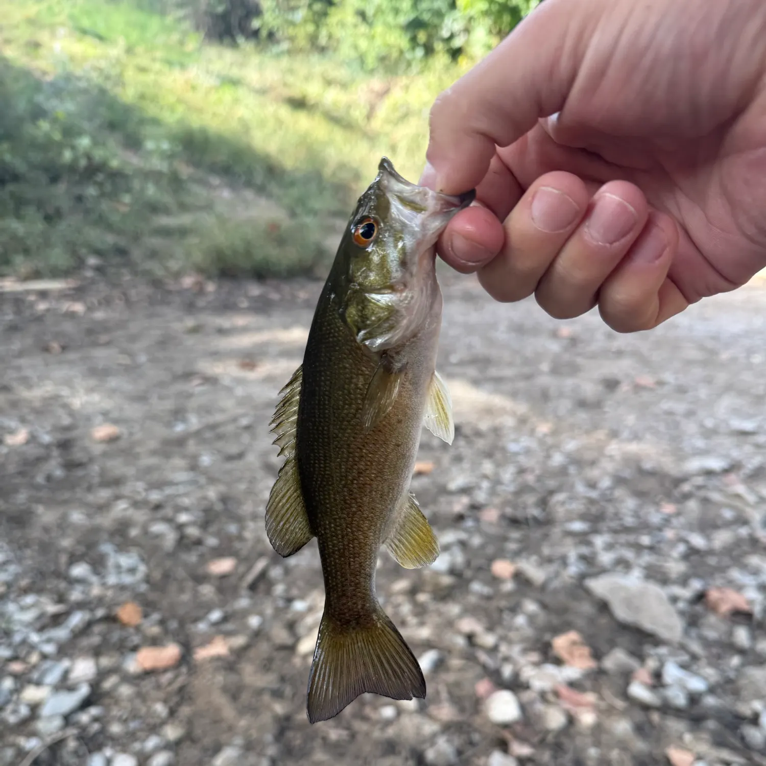 Smallmouth bass caught on Fishbrain
