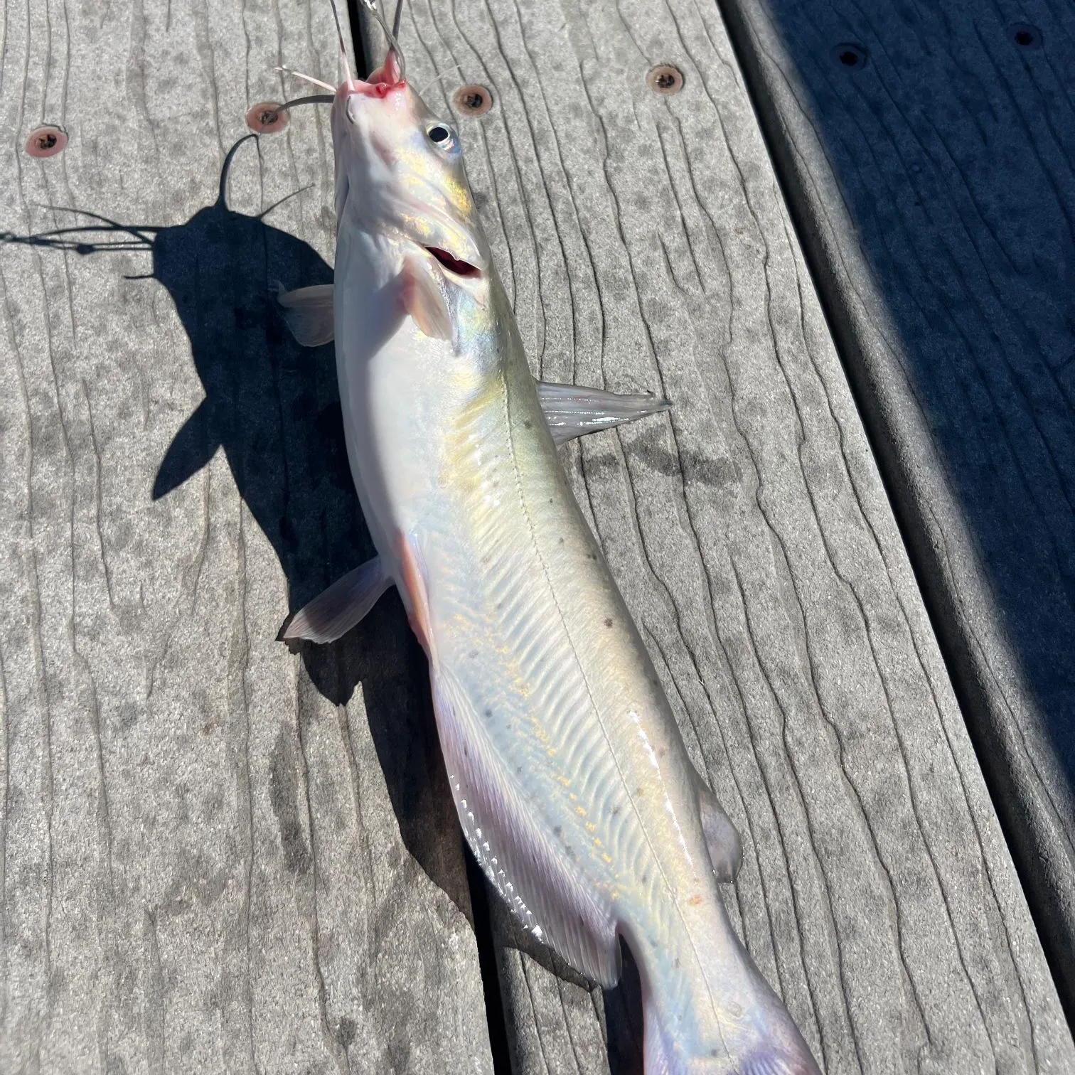 Channel catfish caught on Fishbrain