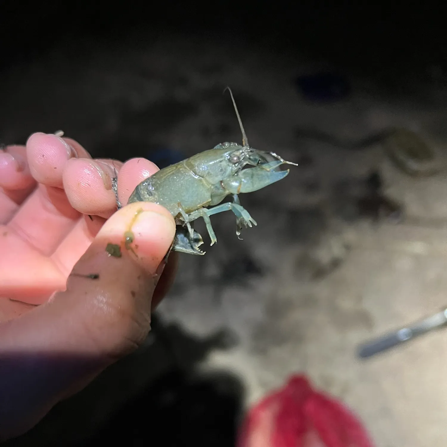 The most recent Common yabby catches on Fishbrain
