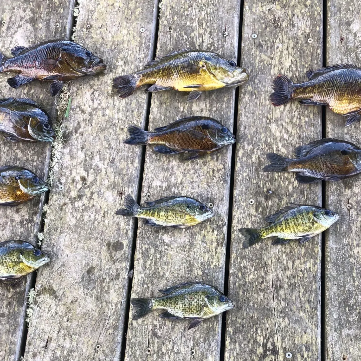 recently logged catches