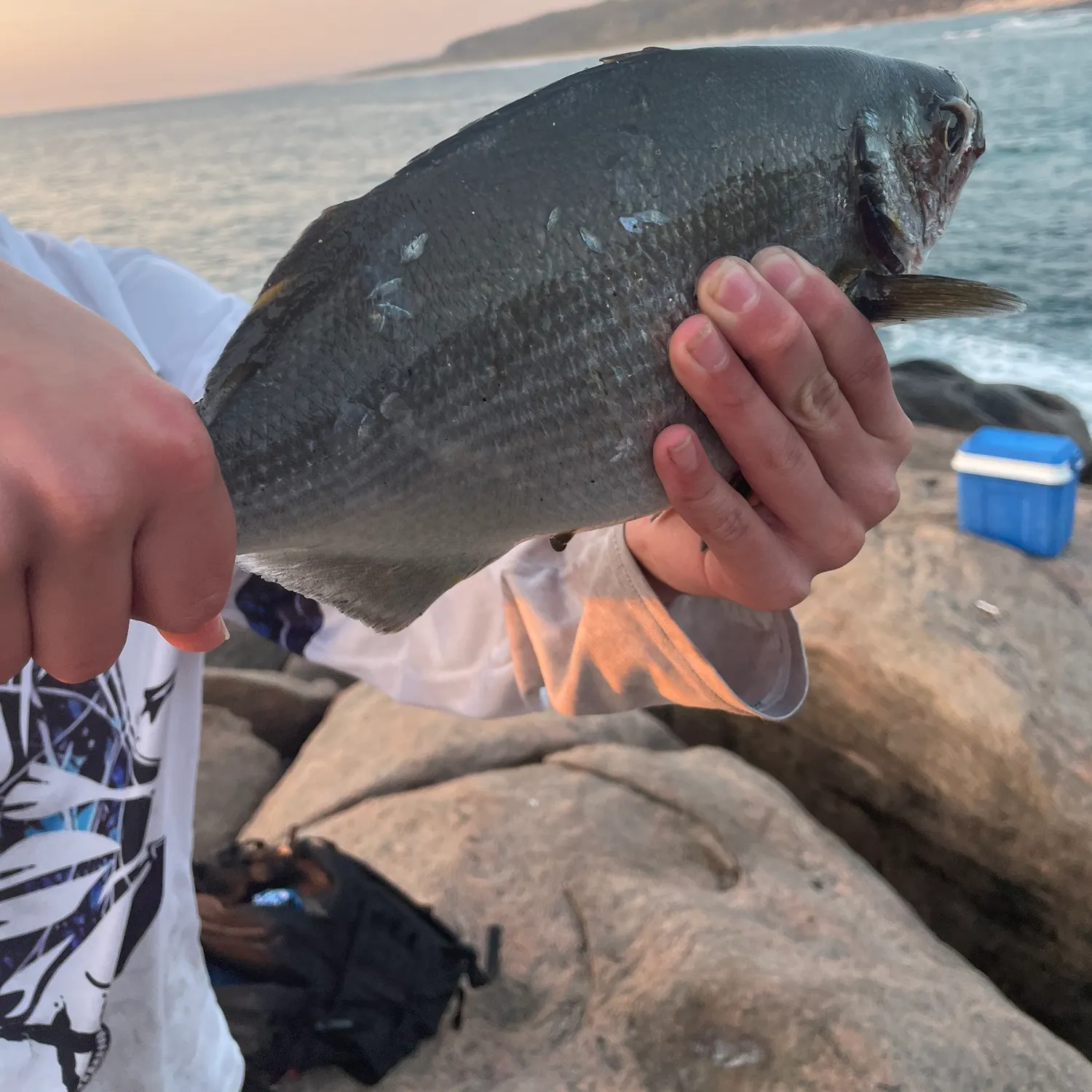 The most recent Silver drummer catches on Fishbrain