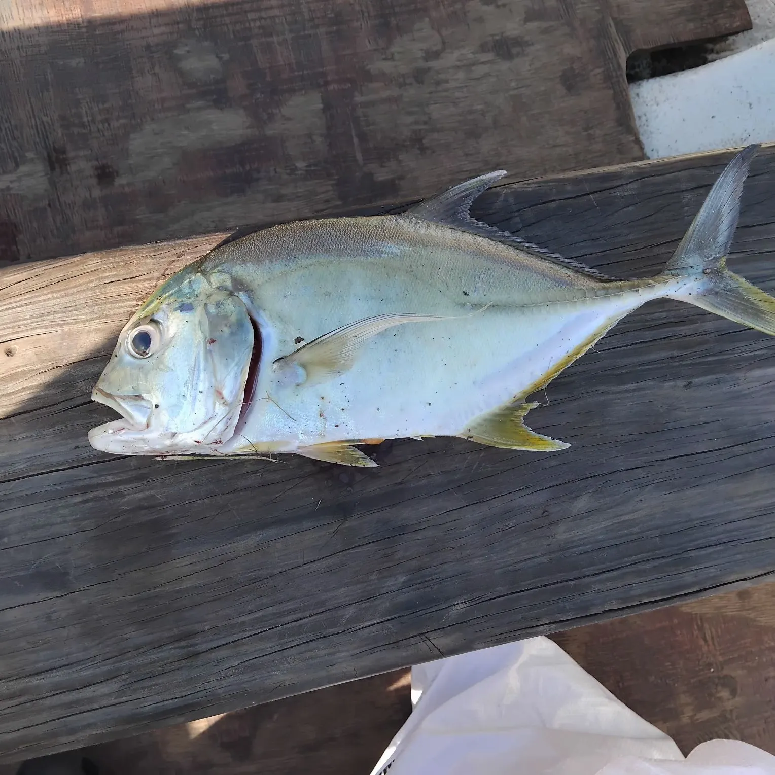 The most recent Giant trevally catches on Fishbrain