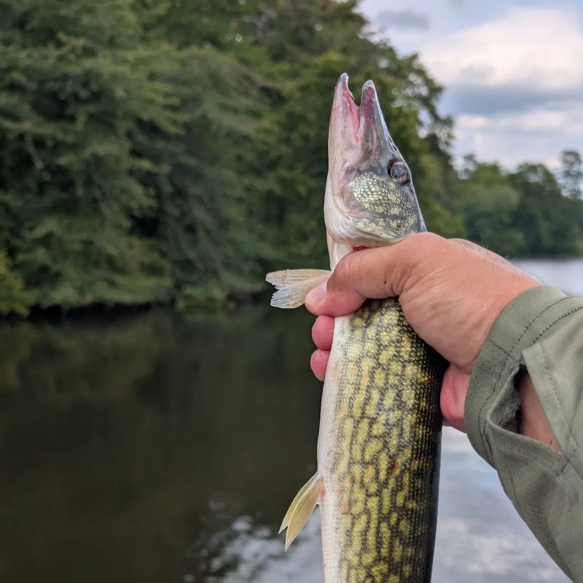 Chain pickerel caught on Fishbrain
