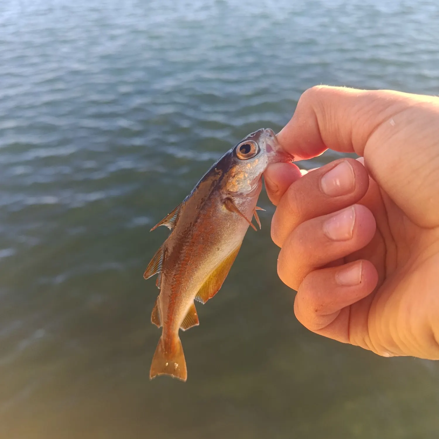 Pollack caught on Fishbrain