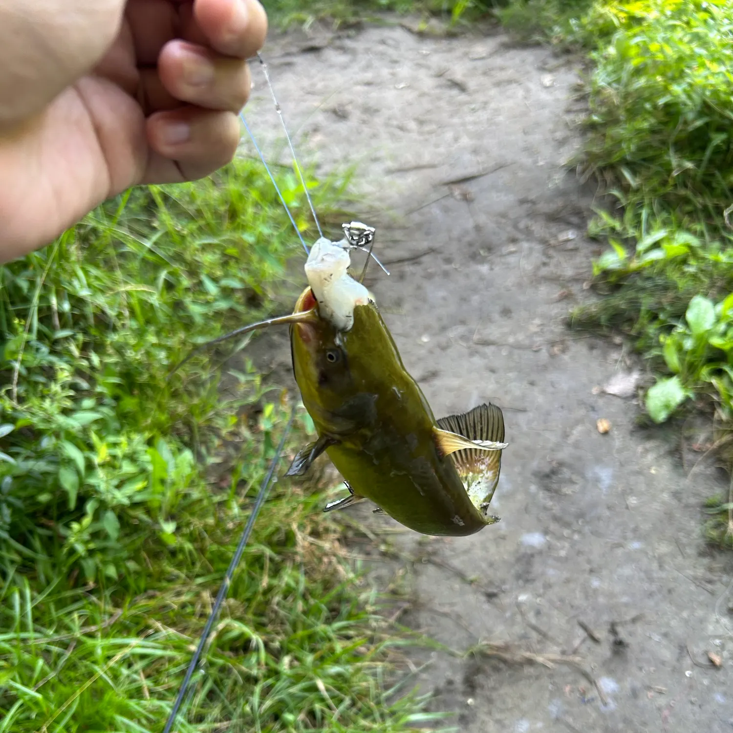 Black bullhead caught on Fishbrain