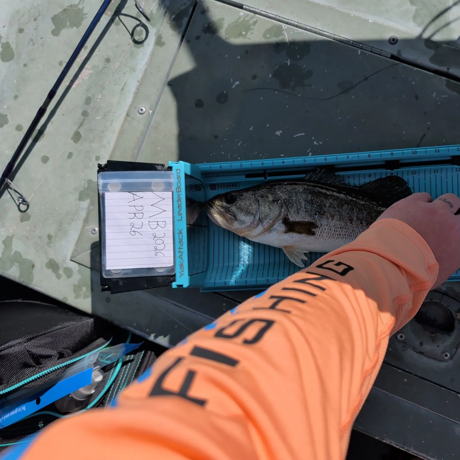 recently logged catches