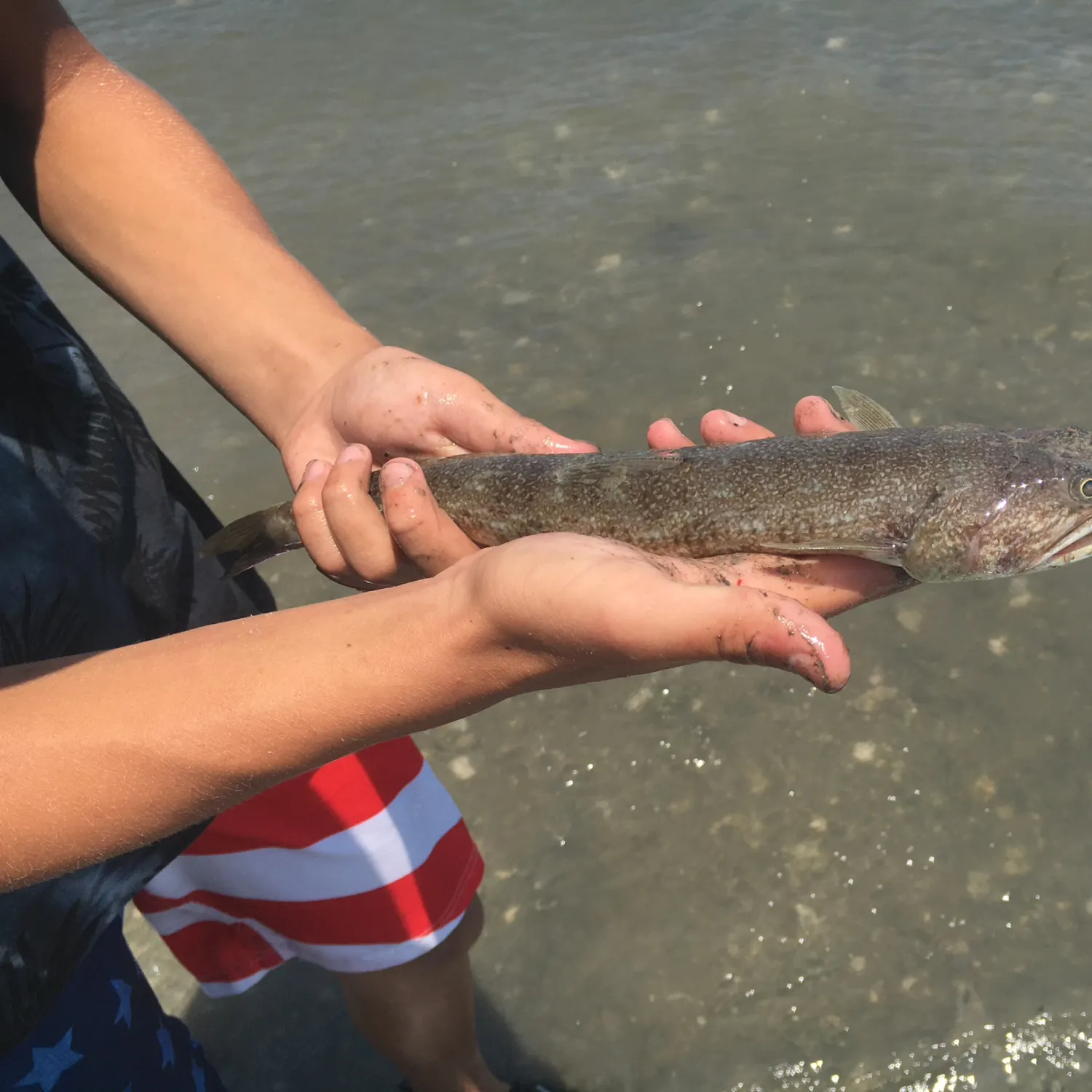 The most popular recent Inshore lizardfish catch on Fishbrain