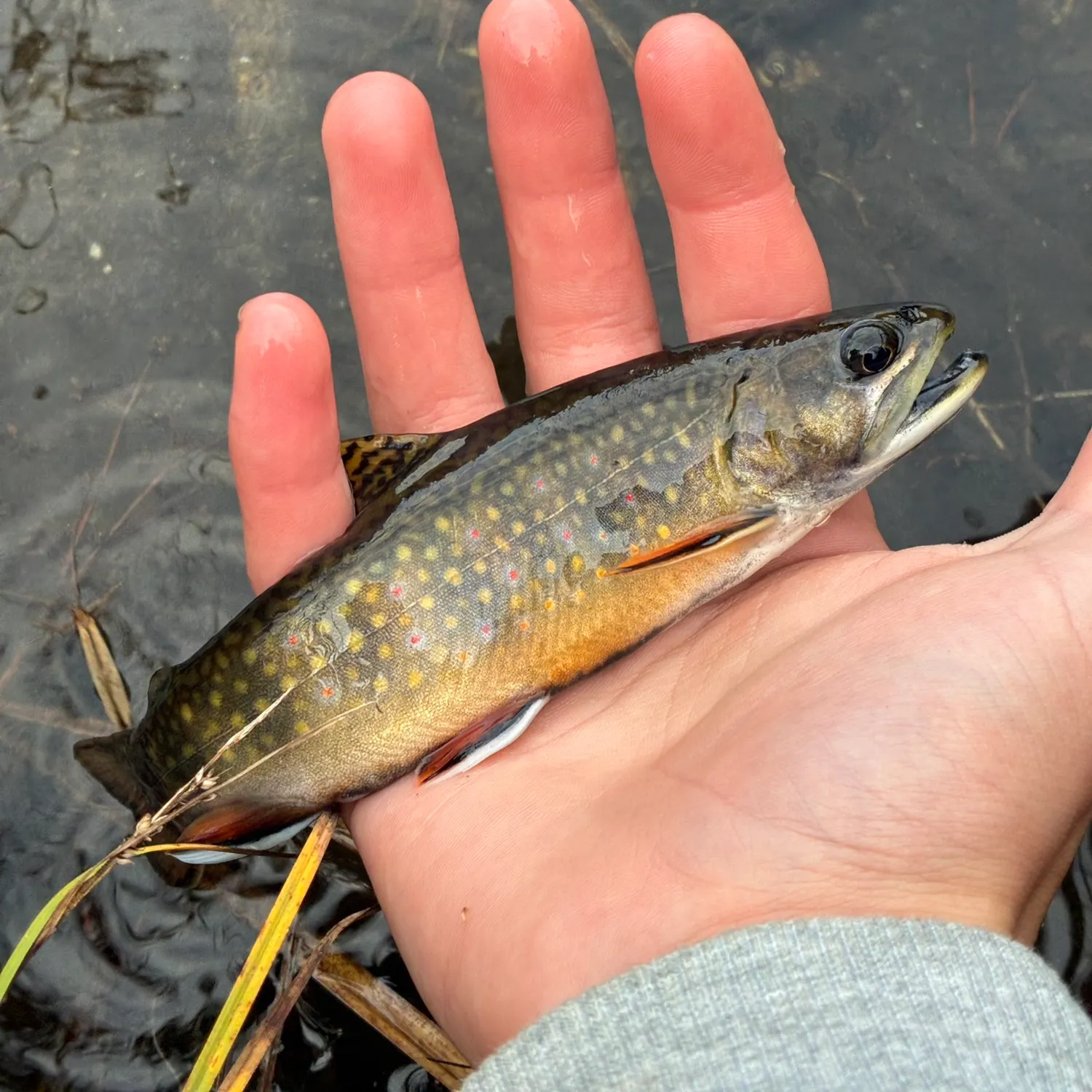 Brook trout caught on Fishbrain