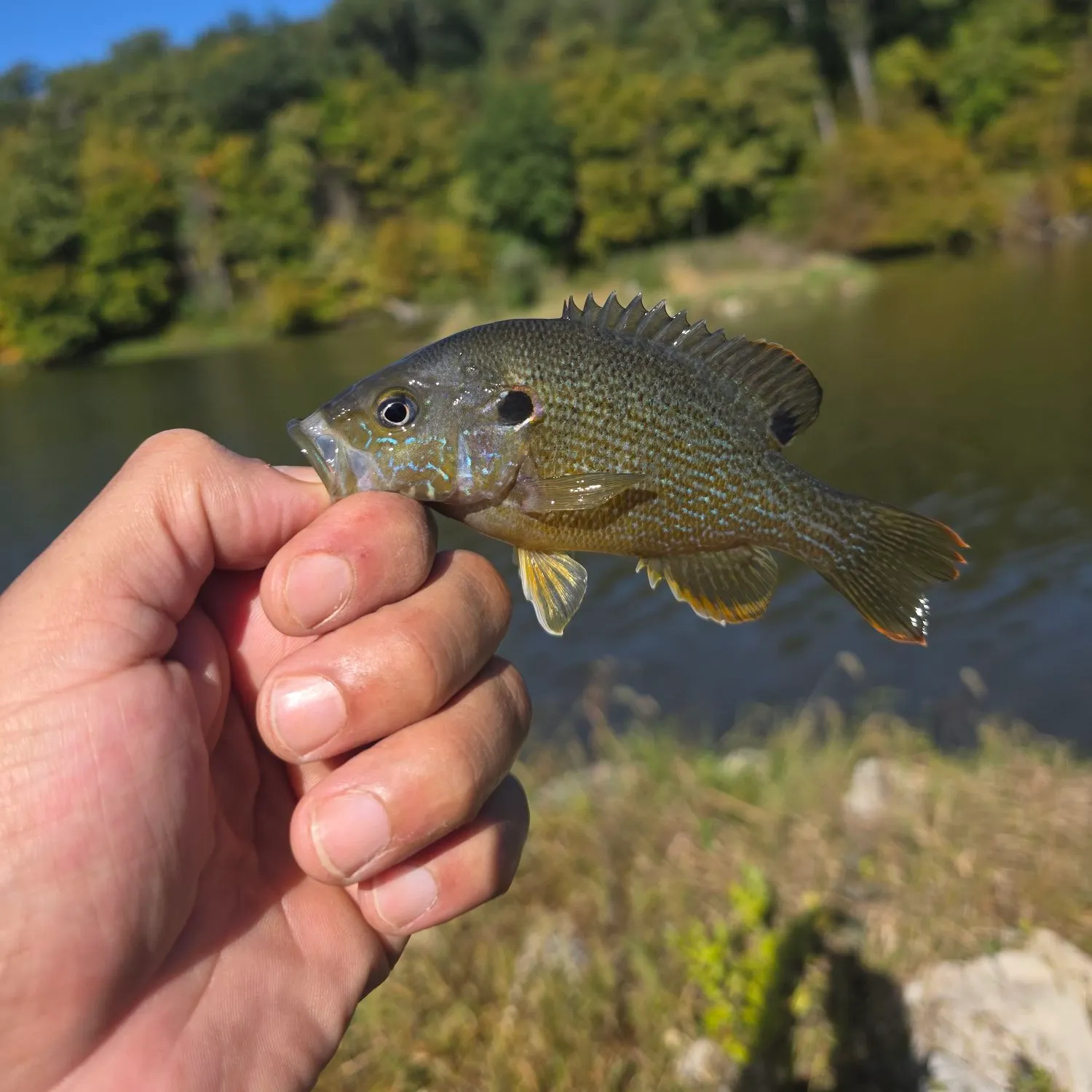 Green sunfish caught on Fishbrain