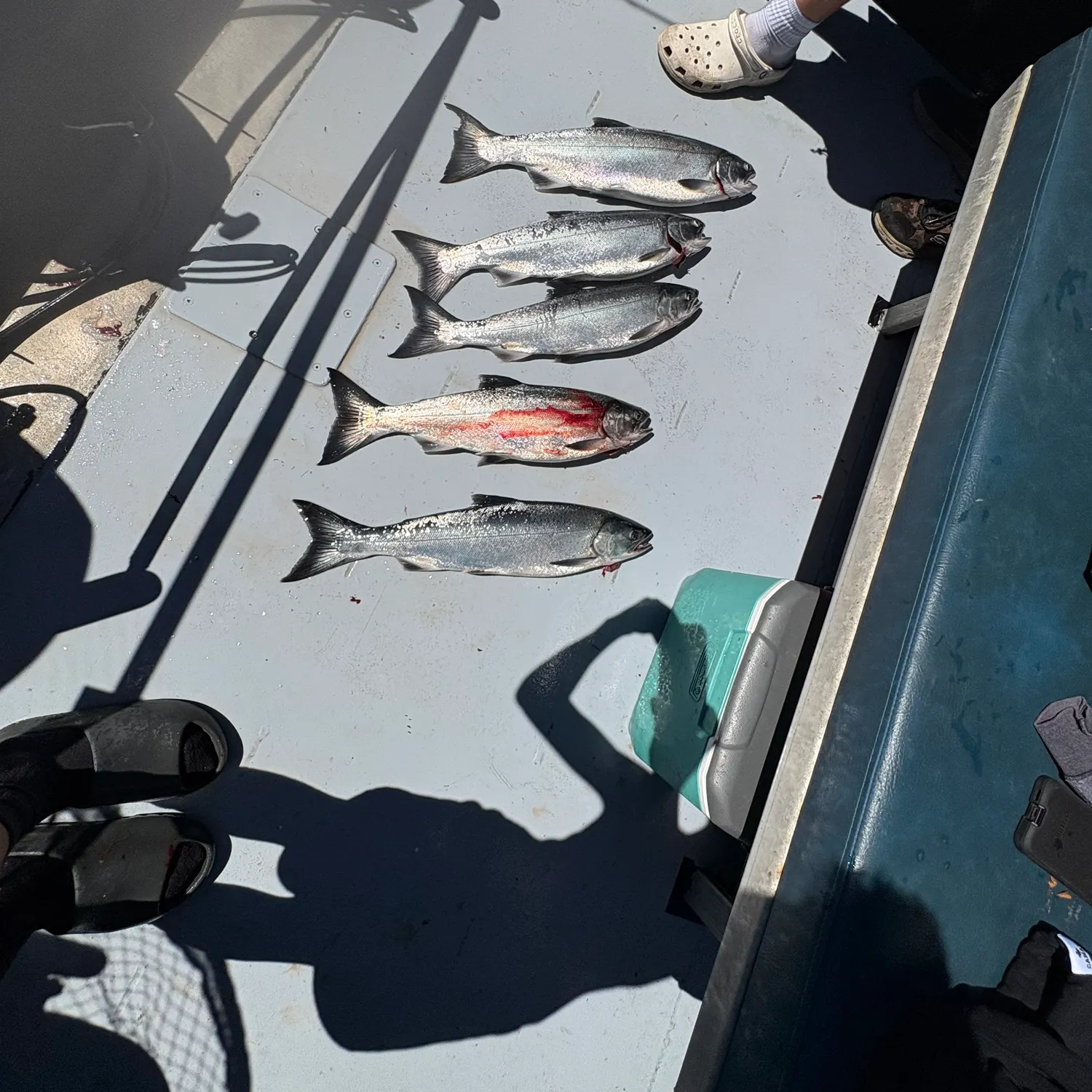 recently logged catches