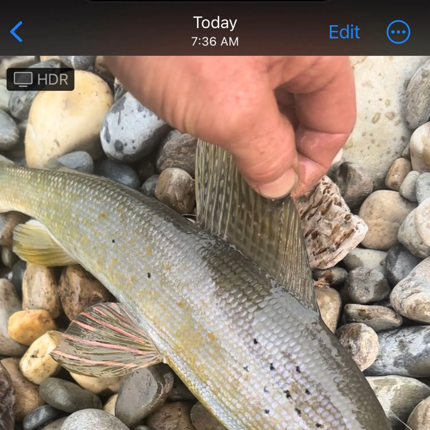 recently logged catches