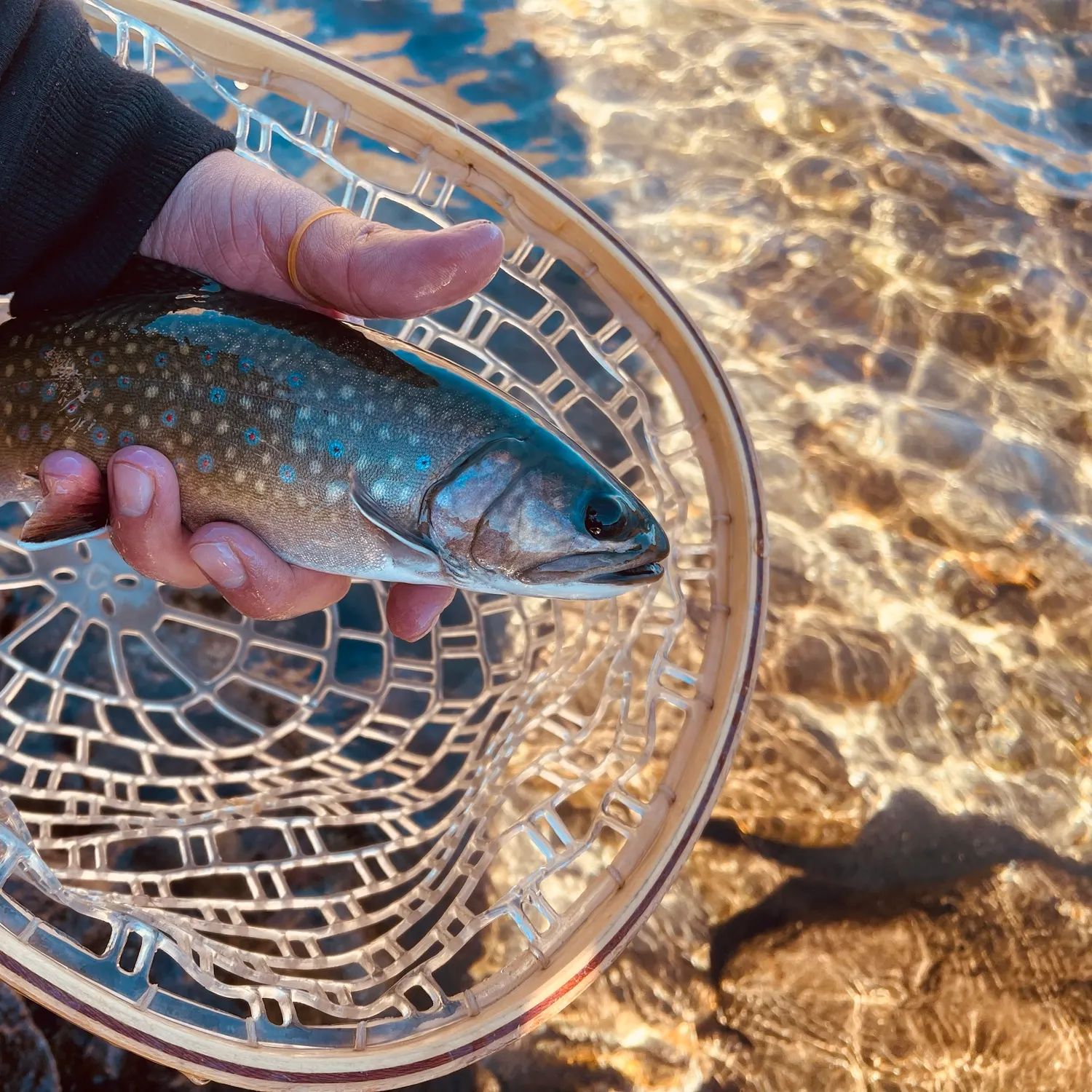 Brook trout caught on Fishbrain