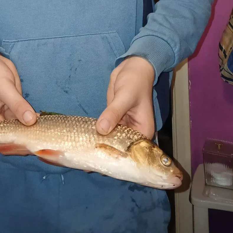 European chub caught on Fishbrain