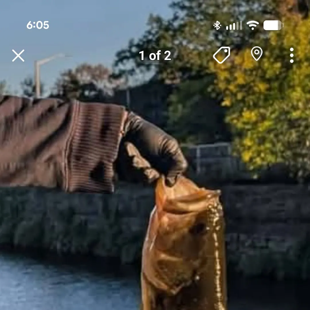 Largemouth bass caught on Fishbrain