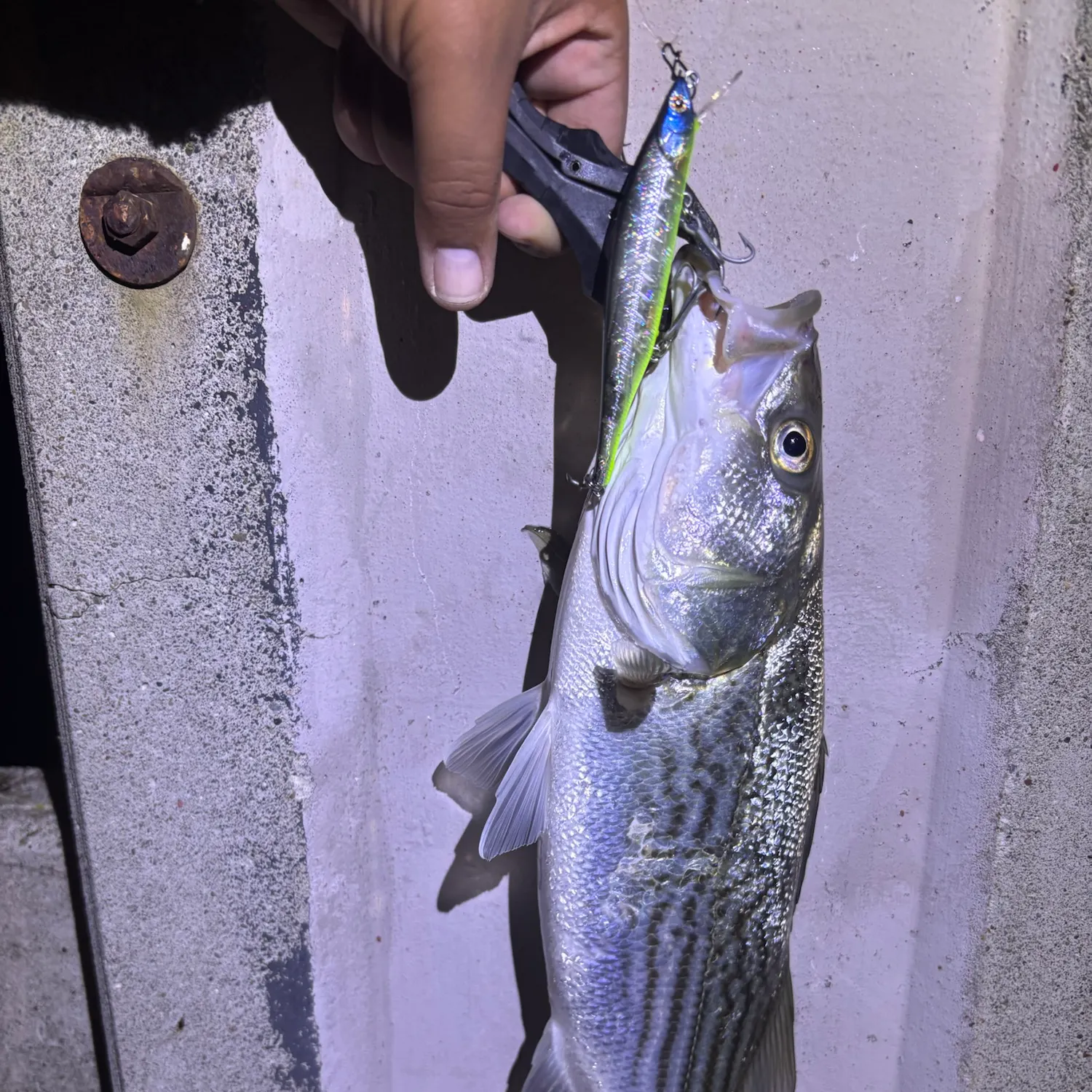 Striped bass caught on Fishbrain