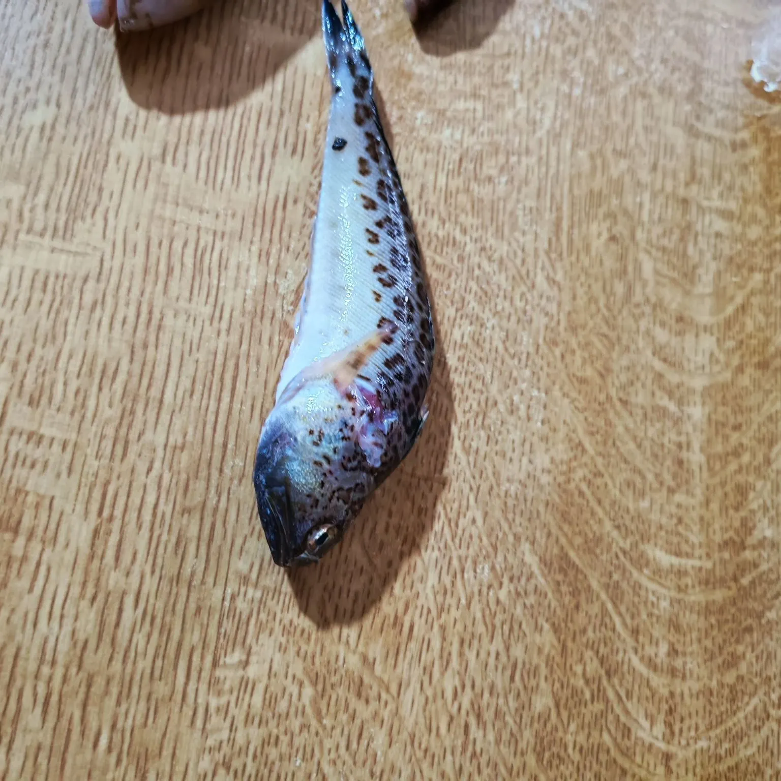 The most recent Greater weever catches on Fishbrain