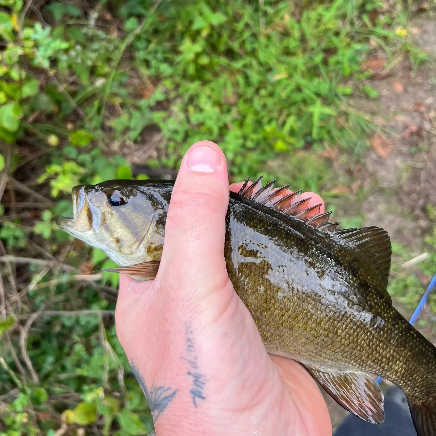 Smallmouth bass caught on Fishbrain