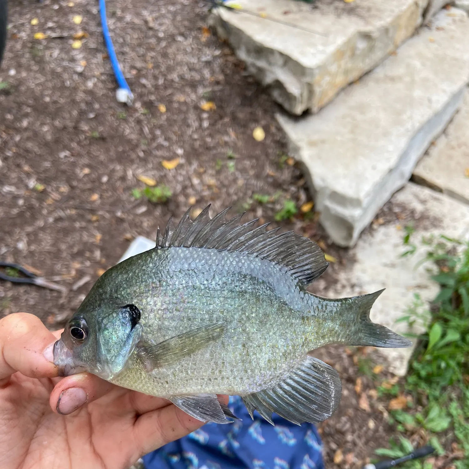 Bluegill caught on Fishbrain