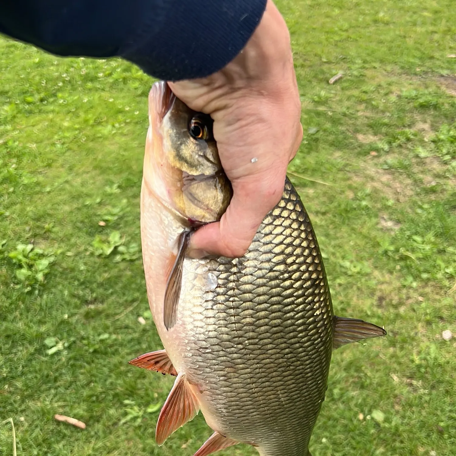 The most recent Ide catches on Fishbrain