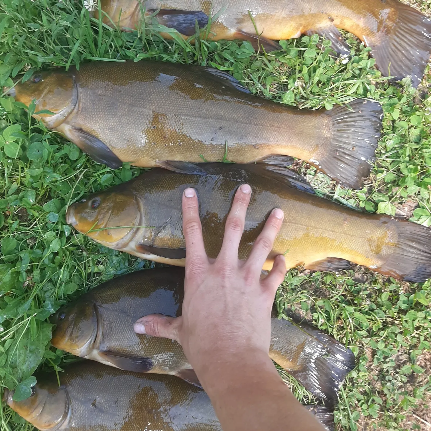recently logged catches